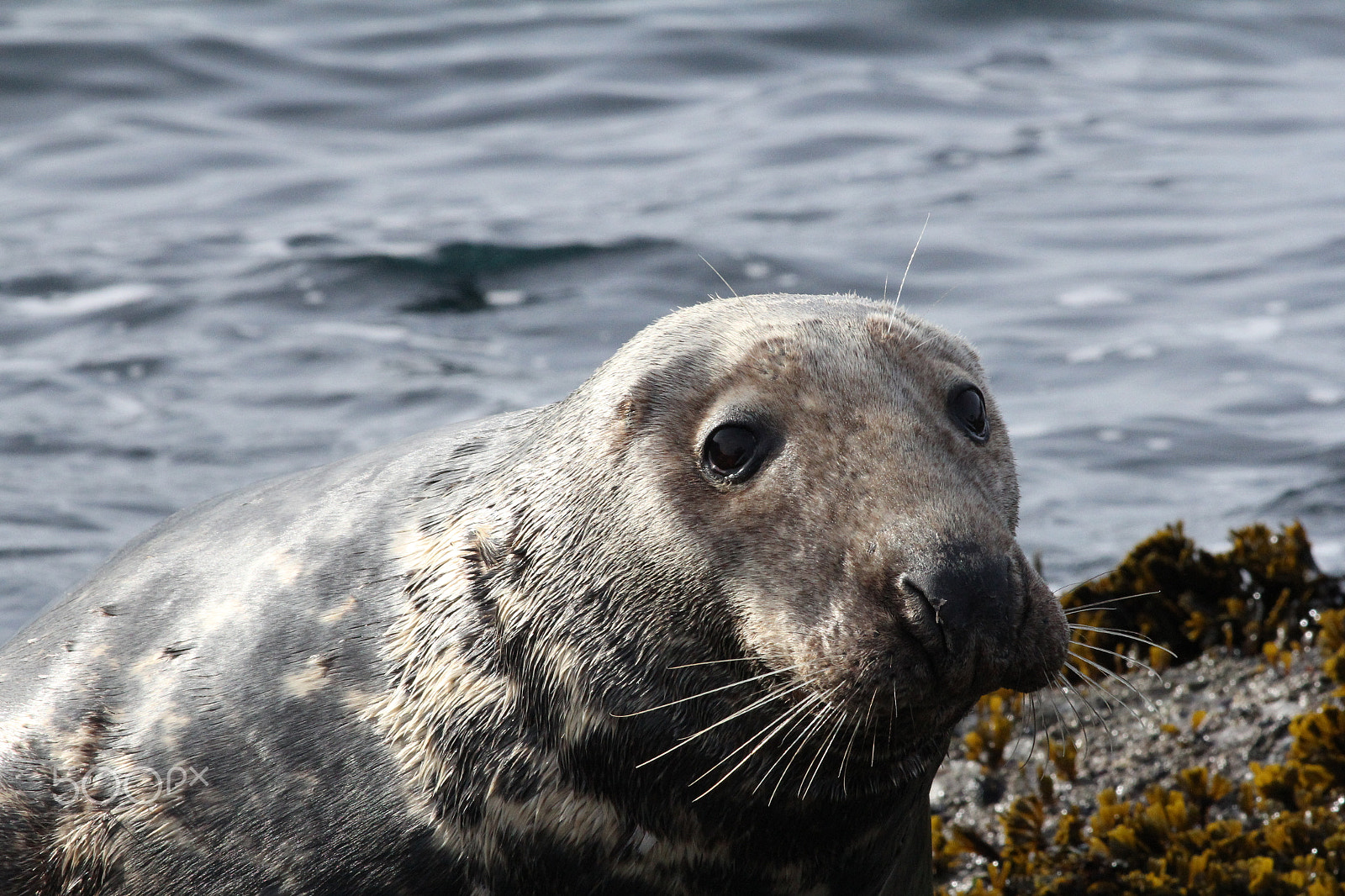 Canon EOS 60D + Canon EF 400mm F5.6L USM sample photo. Grey seal photography