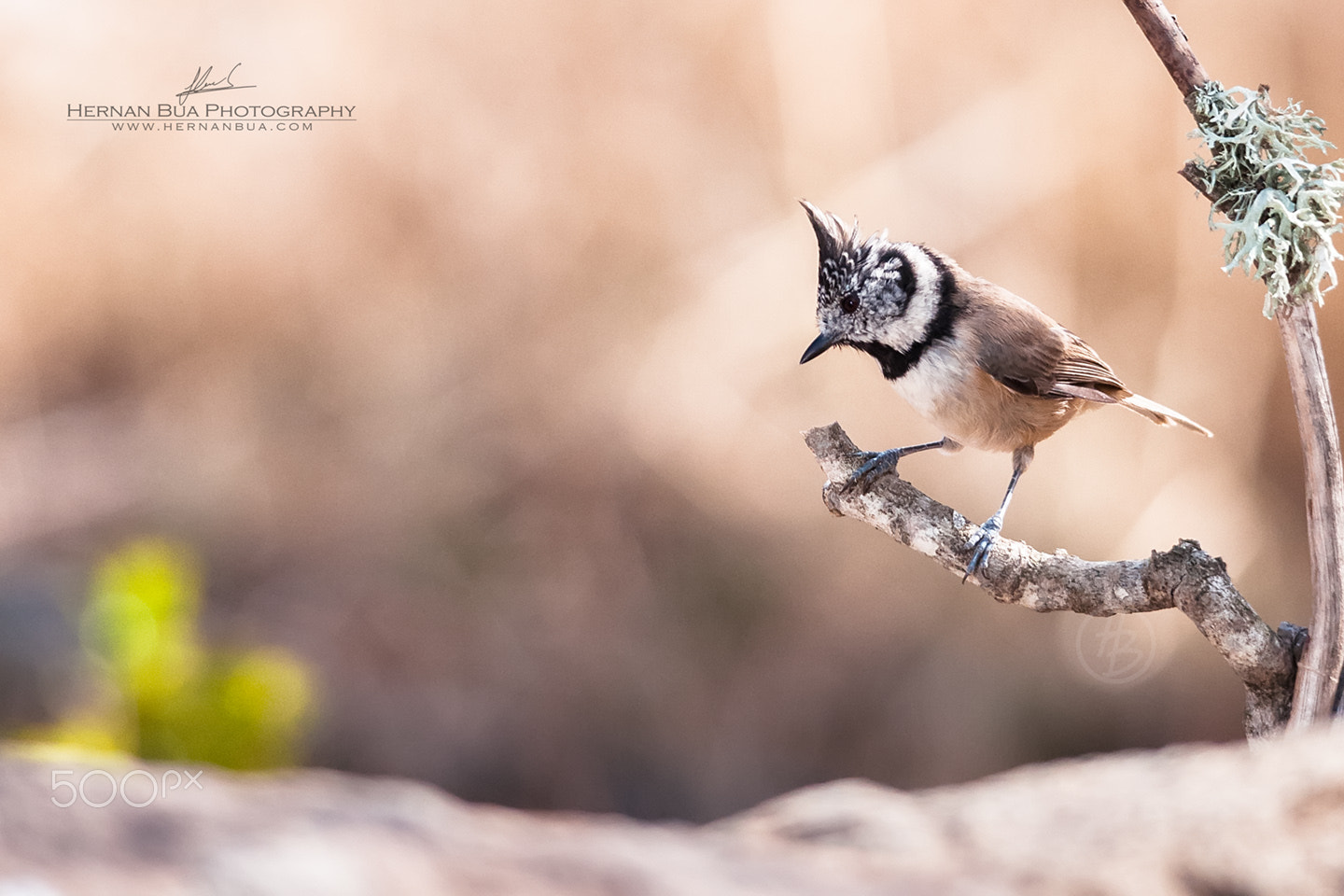 Sigma 150-500mm F5-6.3 DG OS HSM sample photo. Herrerillo capuchino photography