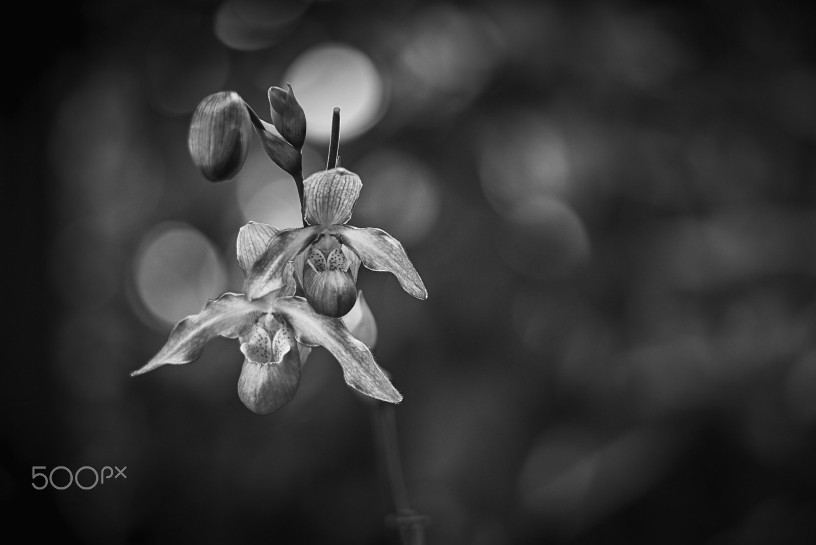 Leica APO-Summicron-M 90mm F2 ASPH sample photo. The hundington library: orchidaceae in gray photography