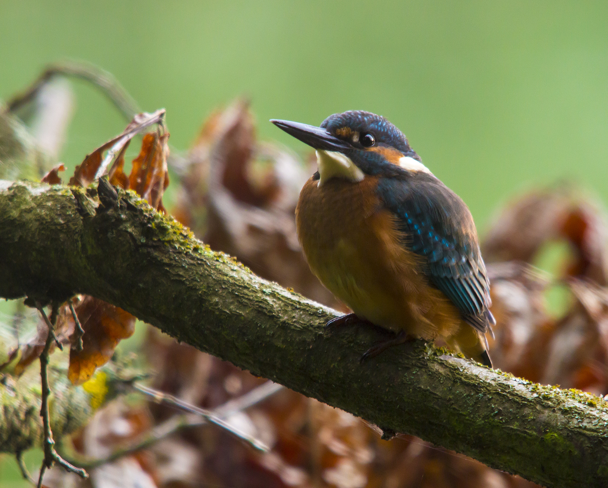Sigma 150-500mm F5-6.3 DG OS HSM sample photo. Alcedo atthis photography