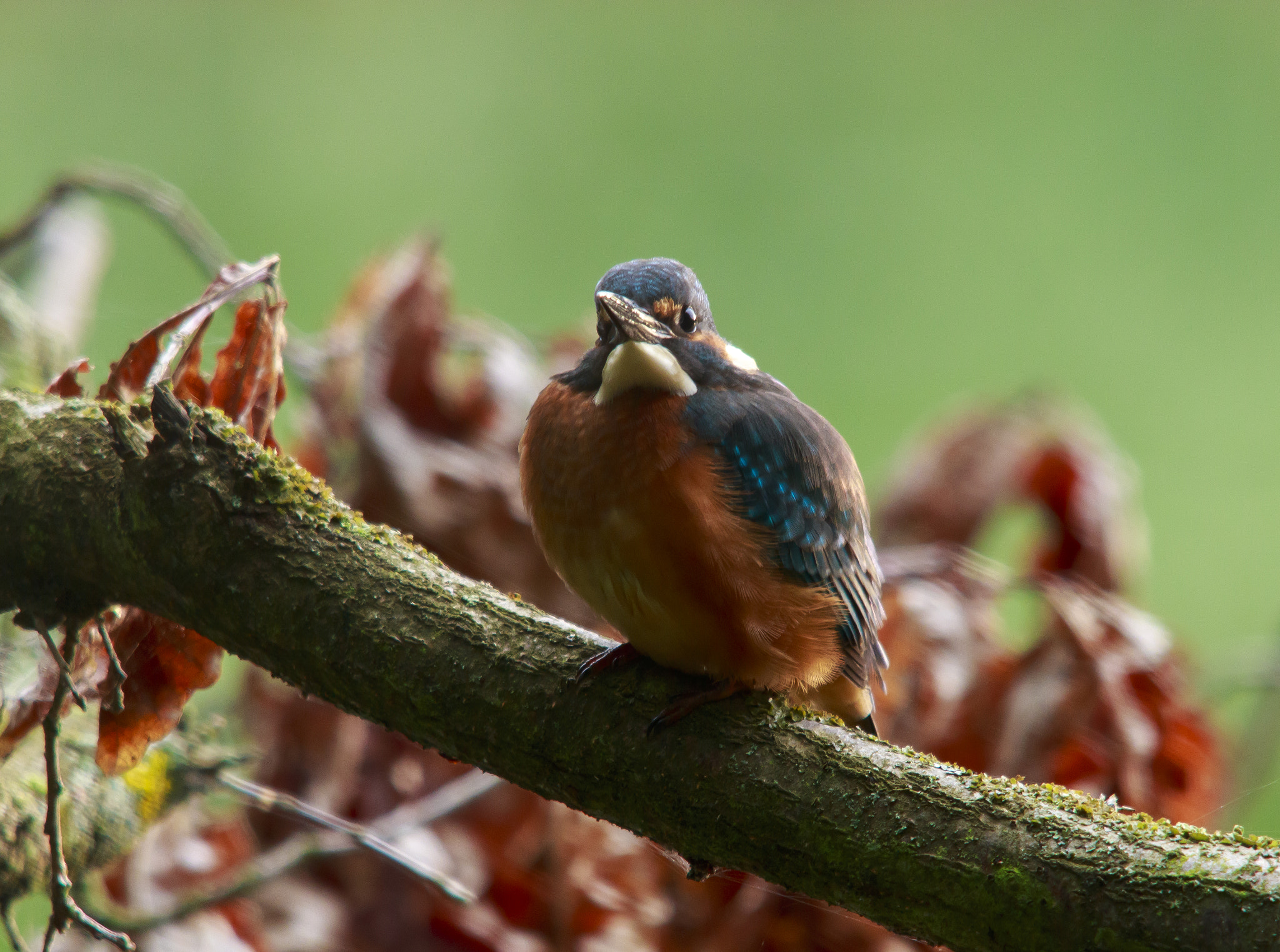 Sigma 150-500mm F5-6.3 DG OS HSM sample photo. Alcedo atthis photography