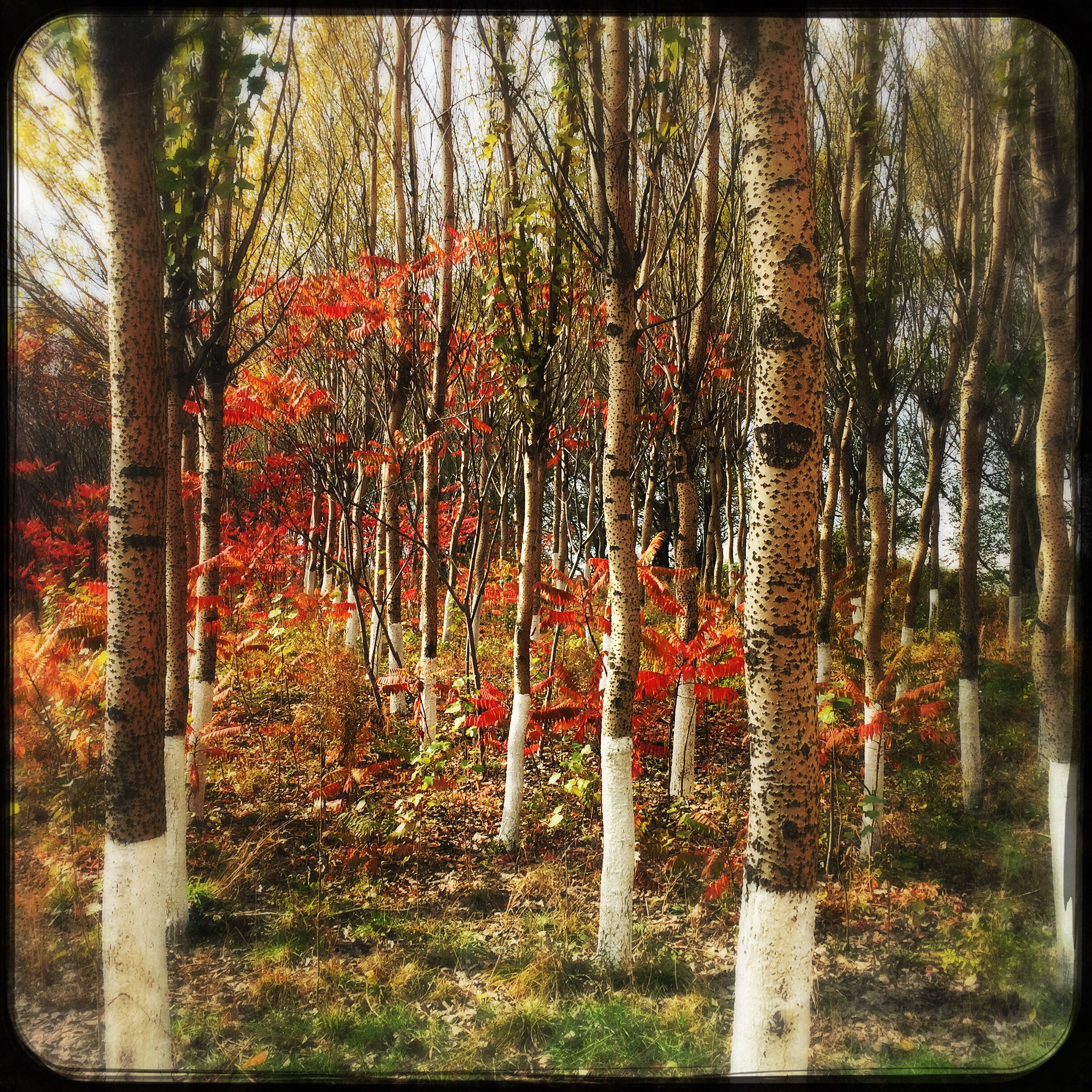 Hipstamatic 302 sample photo