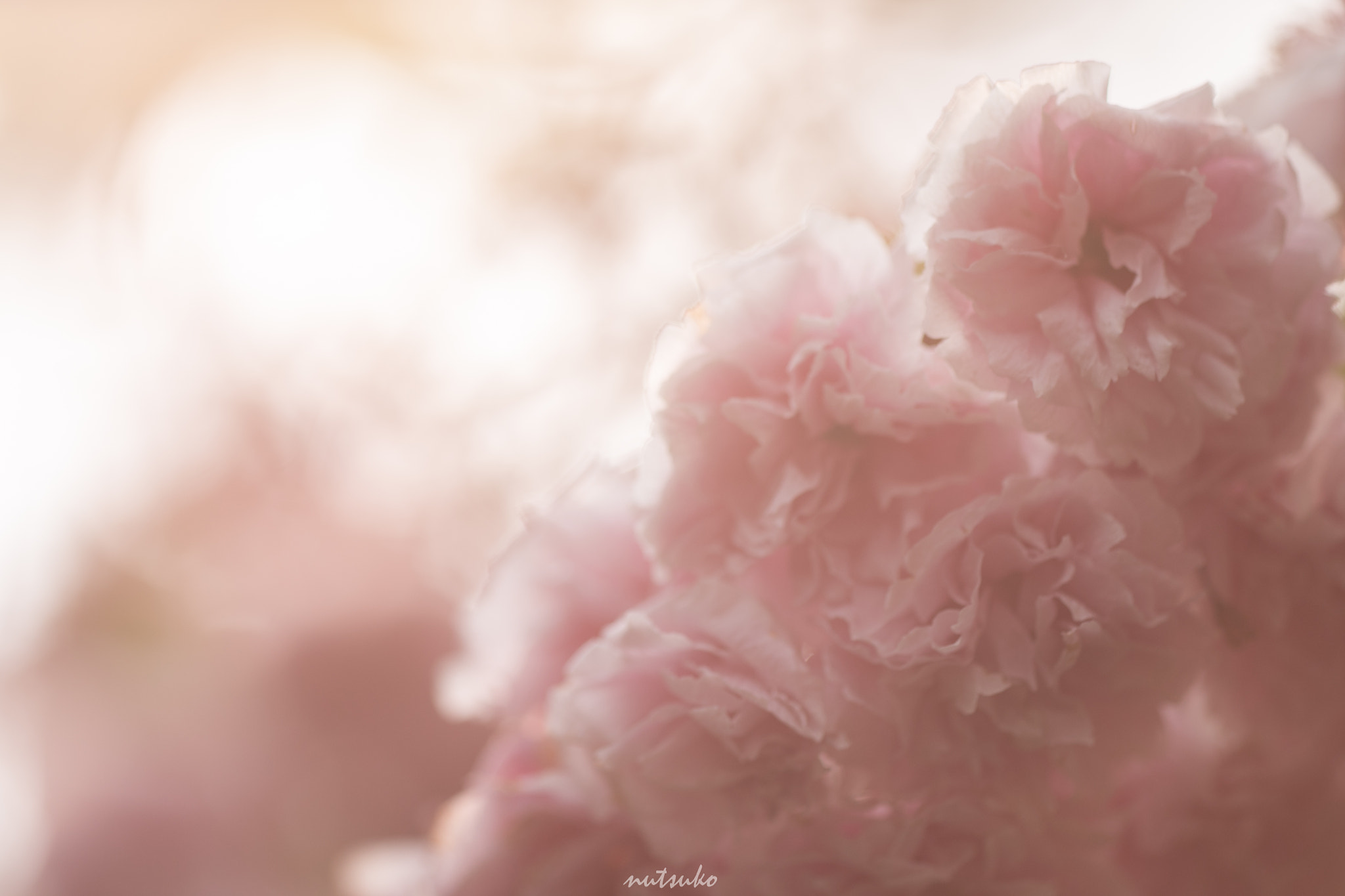 Sigma APO Macro 150mm f/2.8 EX DG HSM sample photo. Double-flowered cherry tree photography