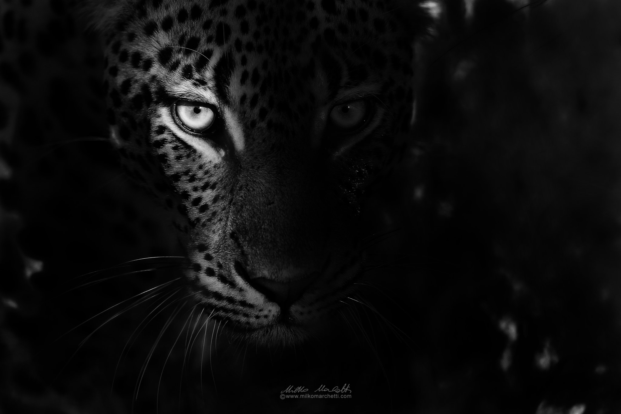 Canon EF 300mm f/2.8L + 1.4x sample photo. Lights and shadows photography