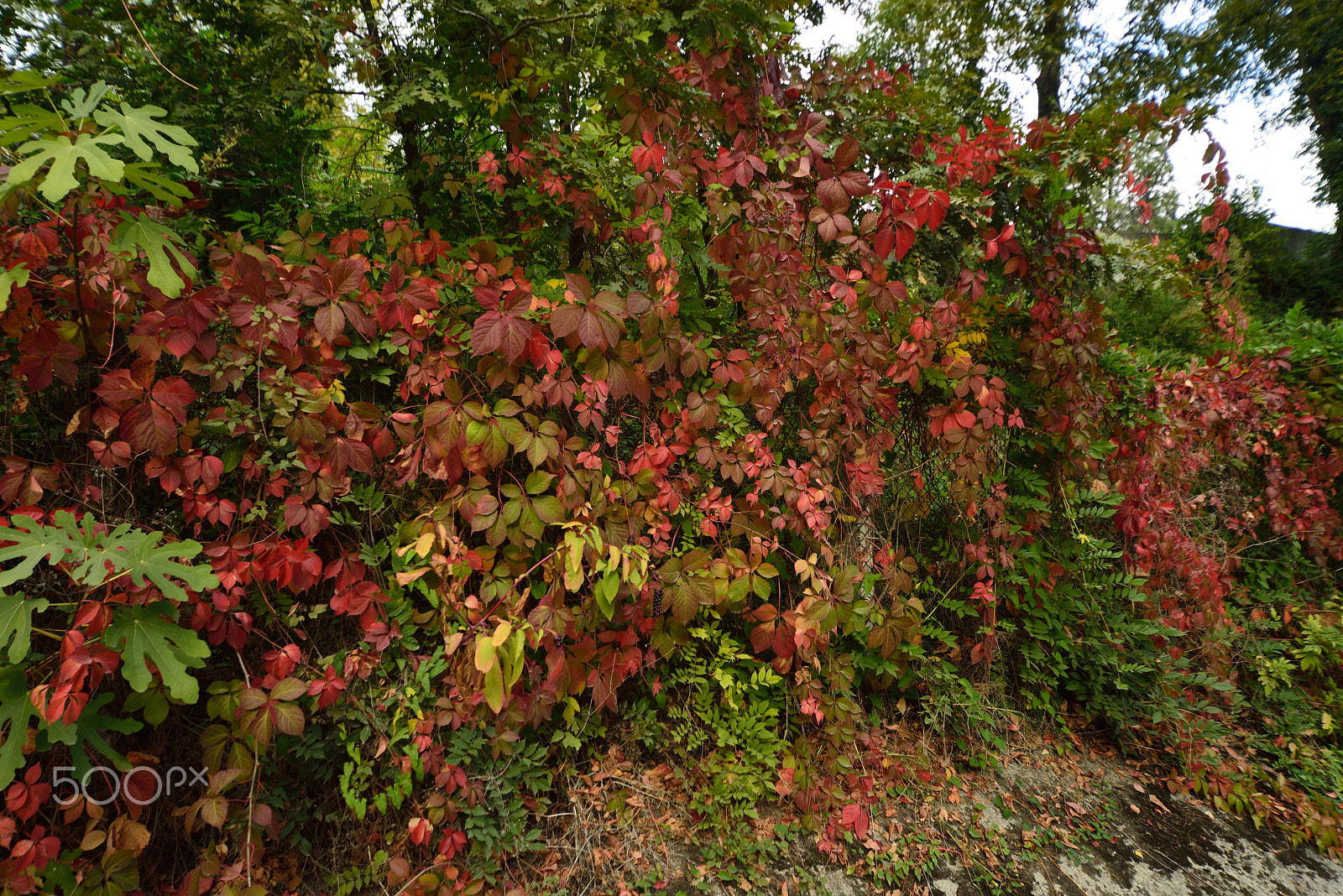 Nikon D800E + Sigma 12-24mm F4.5-5.6 EX DG Aspherical HSM sample photo. Sonbahar renkleri (autumn colors) photography