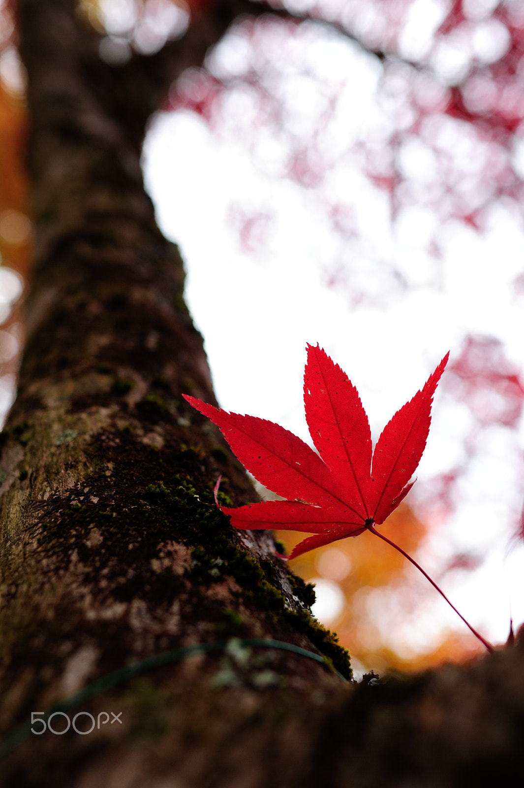 Nikon D3S + Nikon AF-S Nikkor 28mm F1.8G sample photo. Red leaves 3 photography