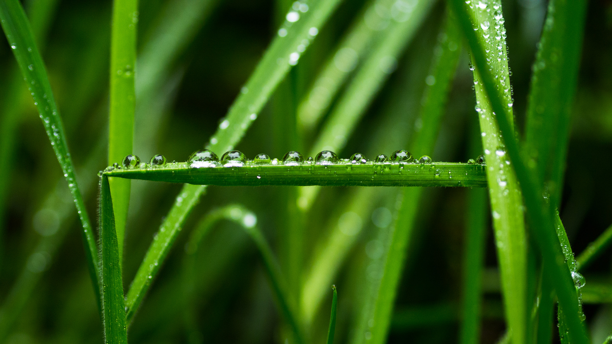 Panasonic Lumix DMC-GH2 + Olympus M.Zuiko Digital 45mm F1.8 sample photo. Dew droplets photography