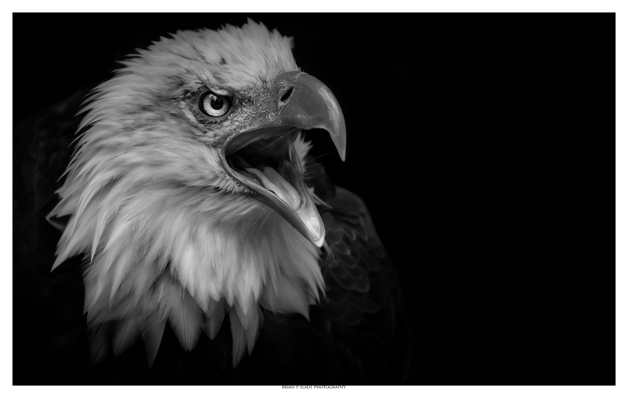 Sigma 150-600mm F5-6.3 DG OS HSM | C sample photo. Alaskan bald eagle in portrait photography