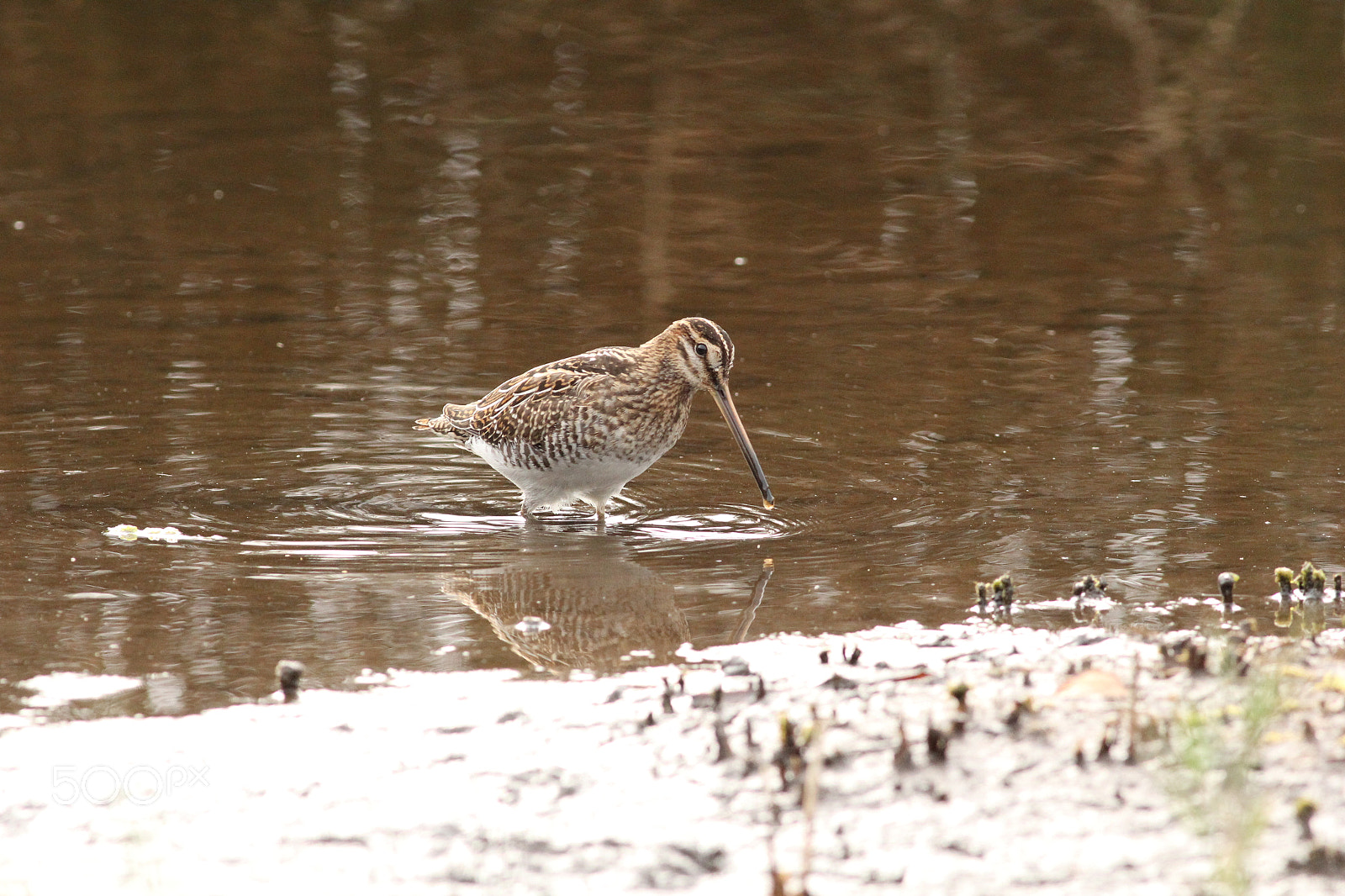 Canon EOS 60D + Canon EF 400mm F5.6L USM sample photo. Snipe photography