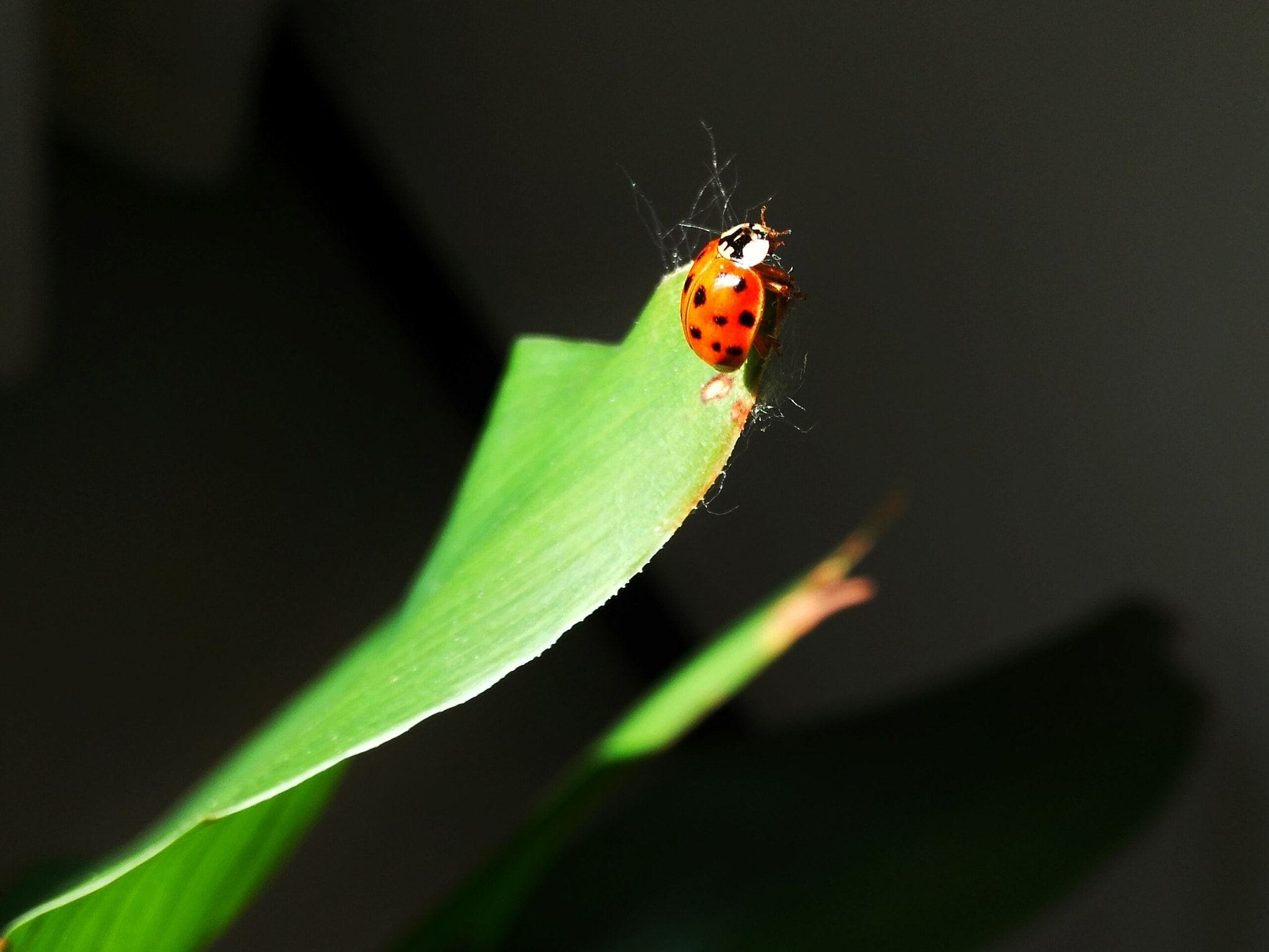 HUAWEI Honor 7i sample photo. 瓢虫 photography
