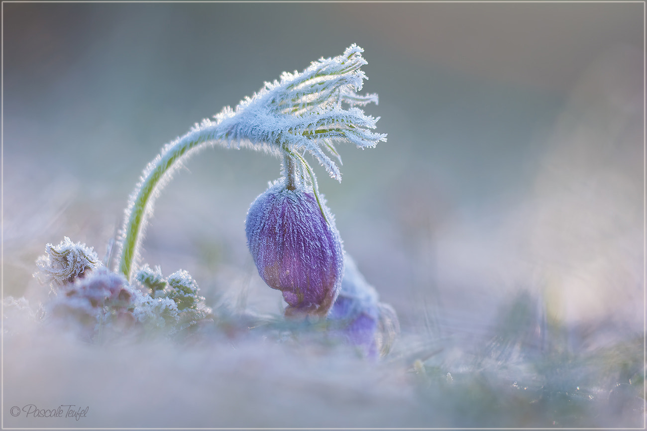 Sigma 150mm F2.8 EX DG Macro HSM sample photo. Low spirits photography