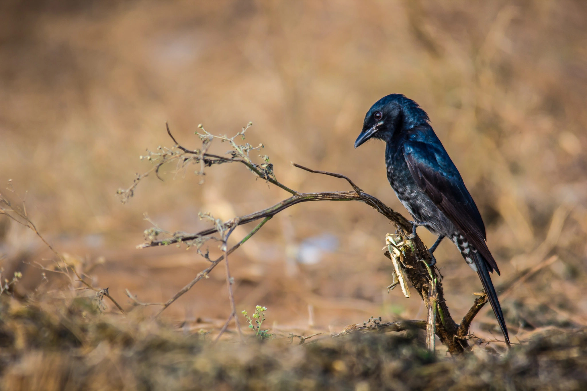 Sigma 150-500mm F5-6.3 DG OS HSM sample photo. Contemplating photography