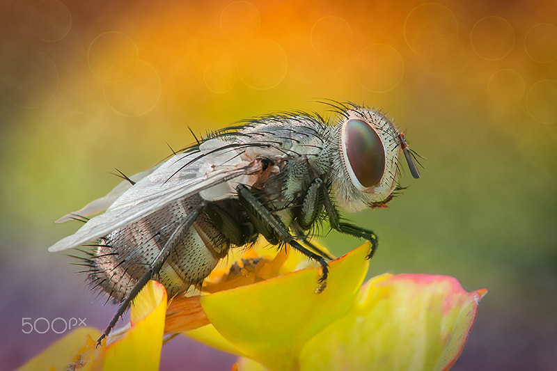 Sigma 150mm F2.8 EX DG Macro HSM sample photo. Mosca, fly, macro, photography