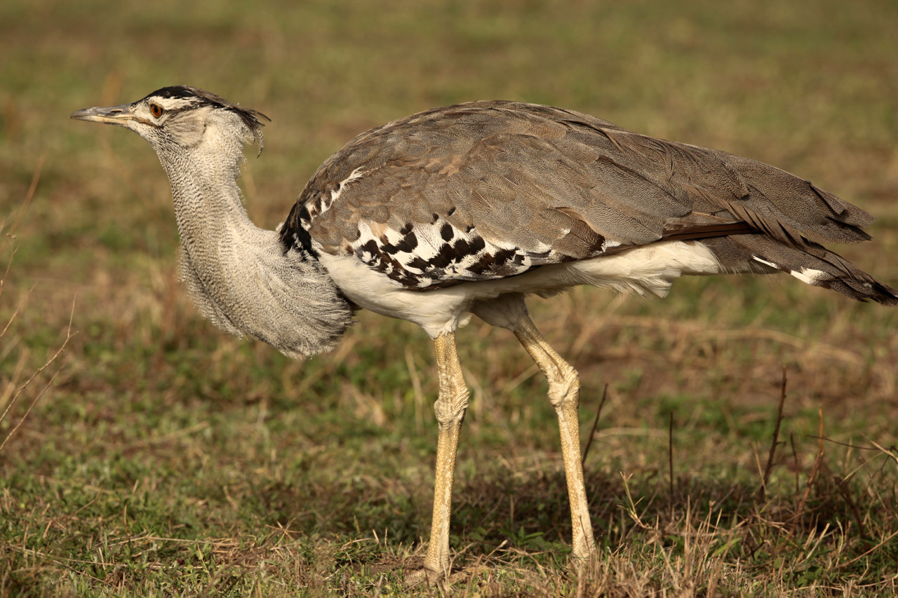 Canon EF 500mm F4L IS II USM sample photo. Kori bustard photography