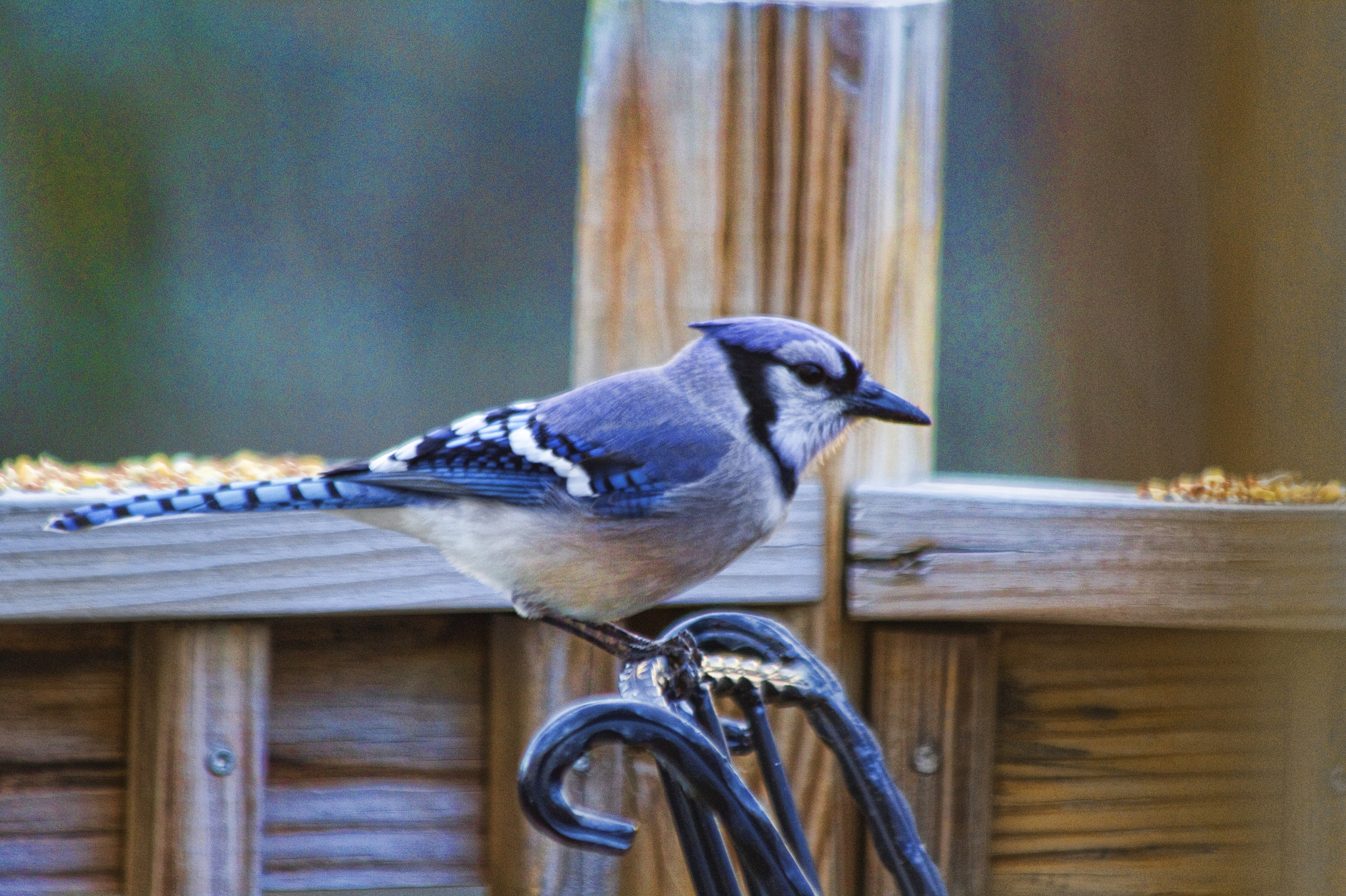 Canon EF 70-300mm F4-5.6 IS USM sample photo. The jay photography