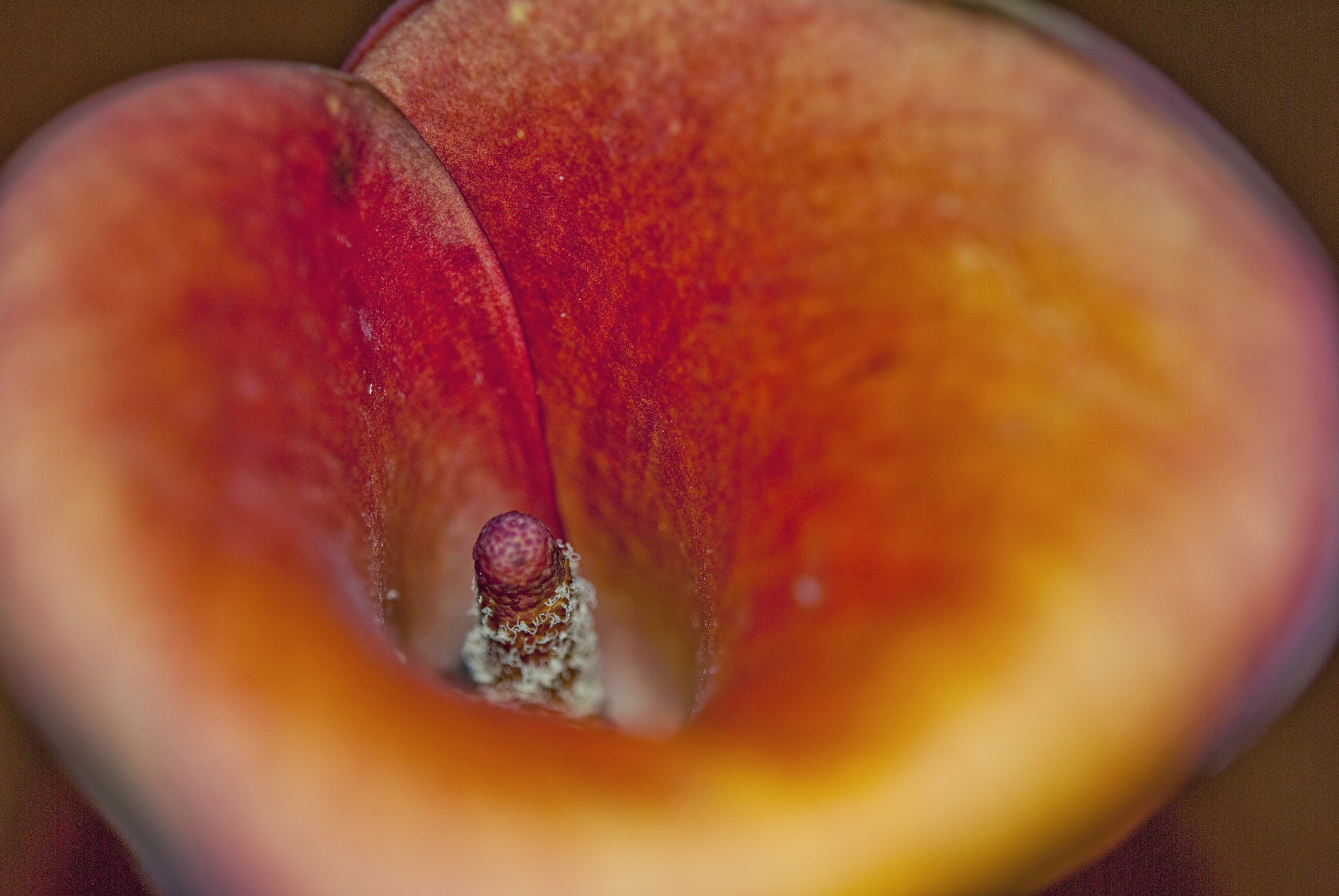 Nikon AF-S Micro-Nikkor 60mm F2.8G ED sample photo. Calla photography