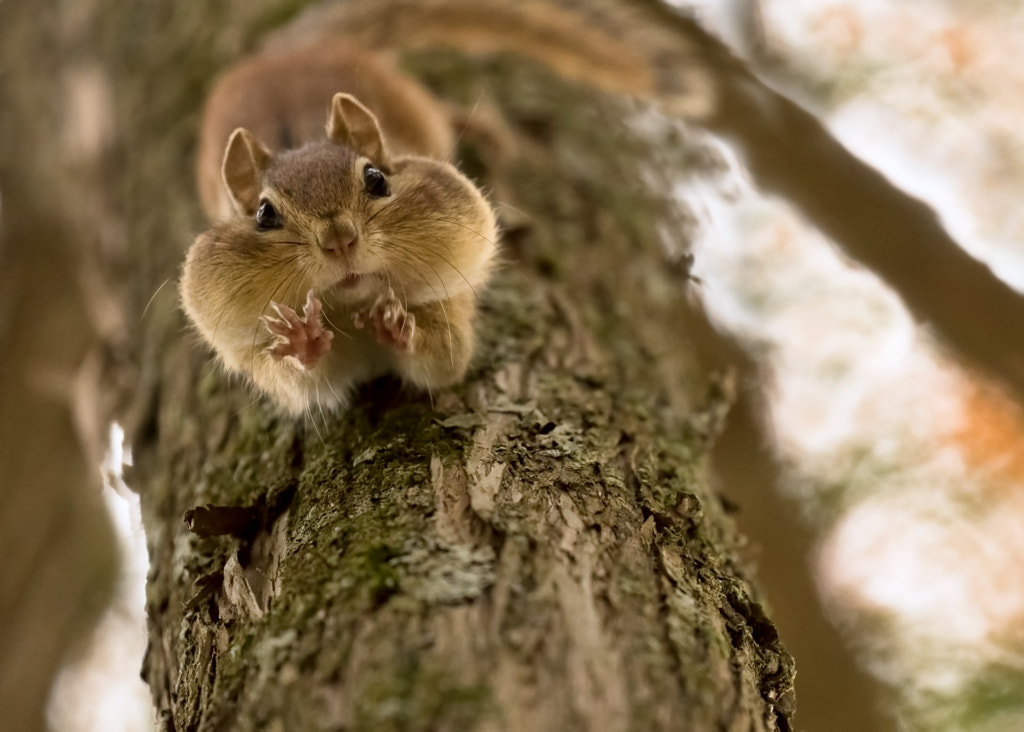 Don't you even try to grab my nuts! by Lucie Gagnon on 500px.com
