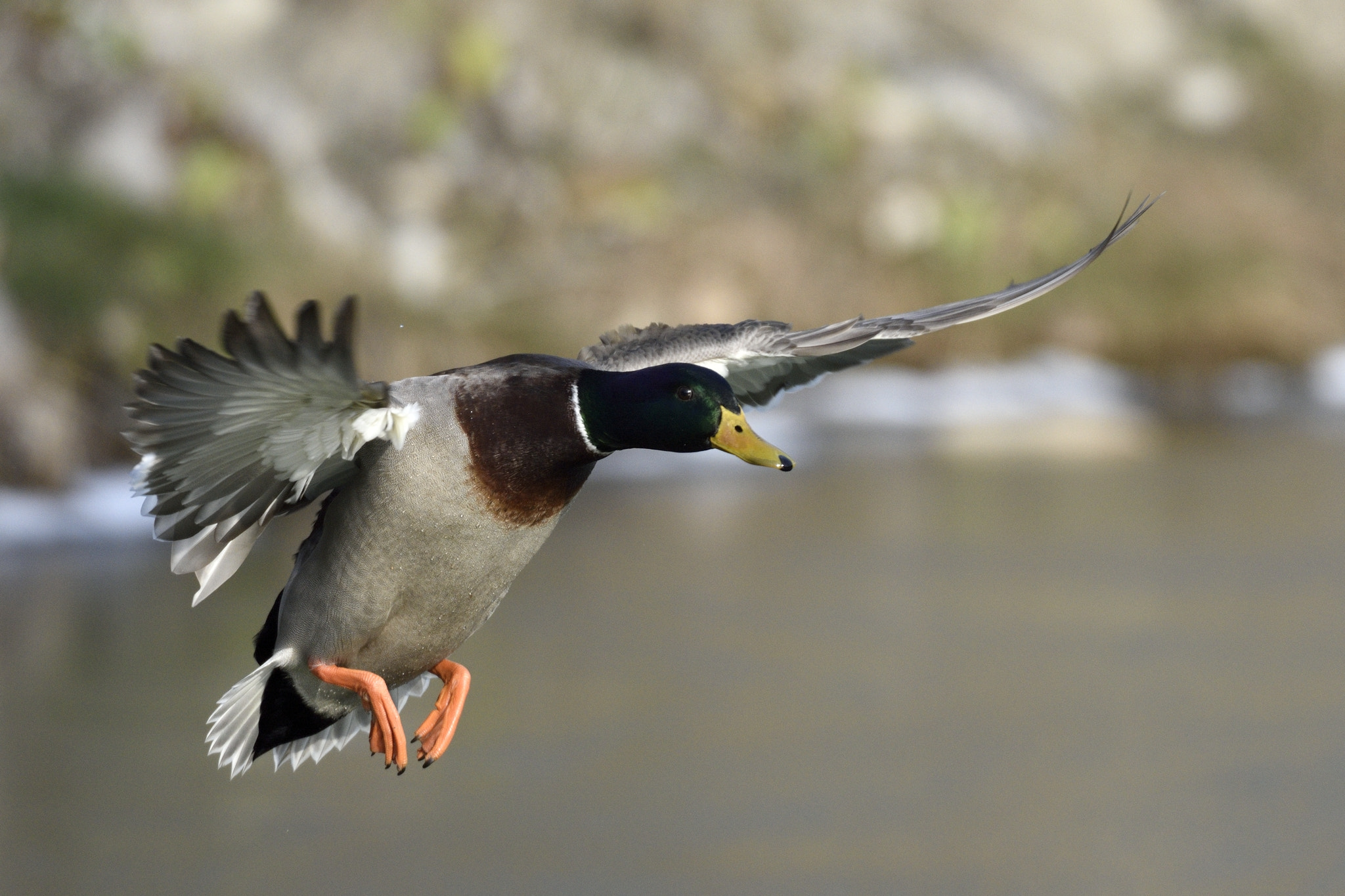 Nikon AF-S Nikkor 200-400mm F4G ED-IF VR sample photo. Mallard drake photography