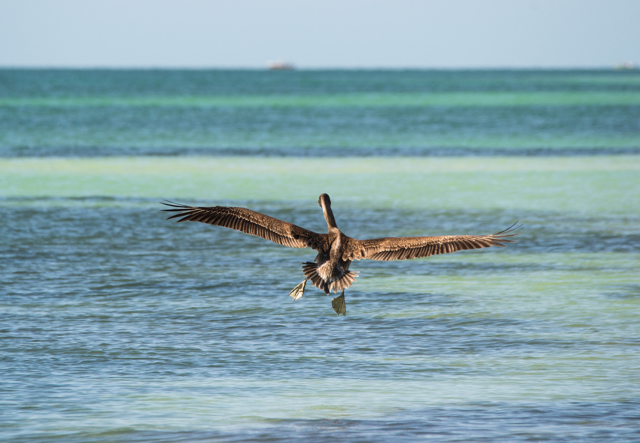 Sigma 120-400mm F4.5-5.6 DG OS HSM sample photo. Goofy landing photography