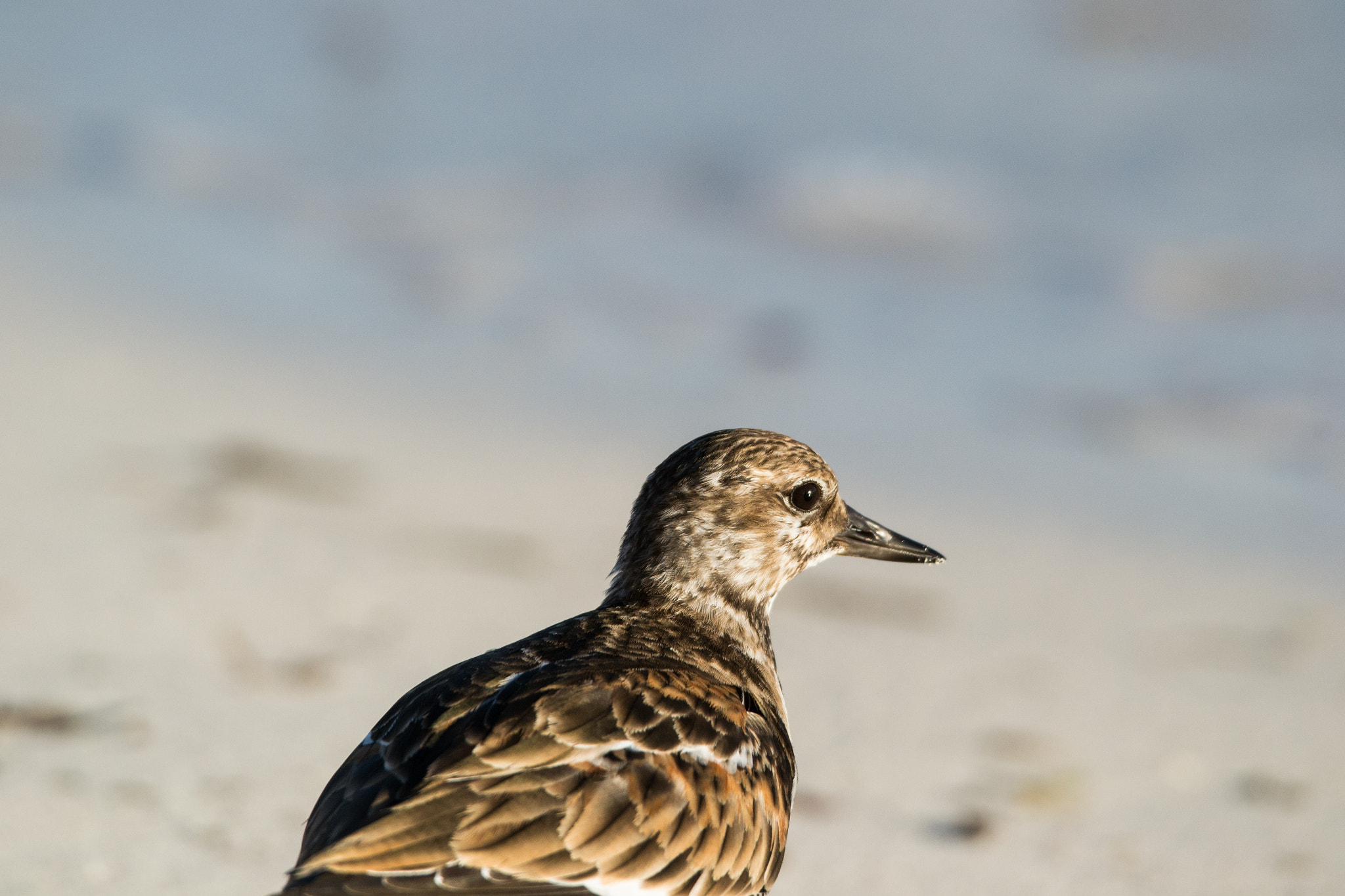 Sigma 120-400mm F4.5-5.6 DG OS HSM sample photo. Staring at the ocean photography