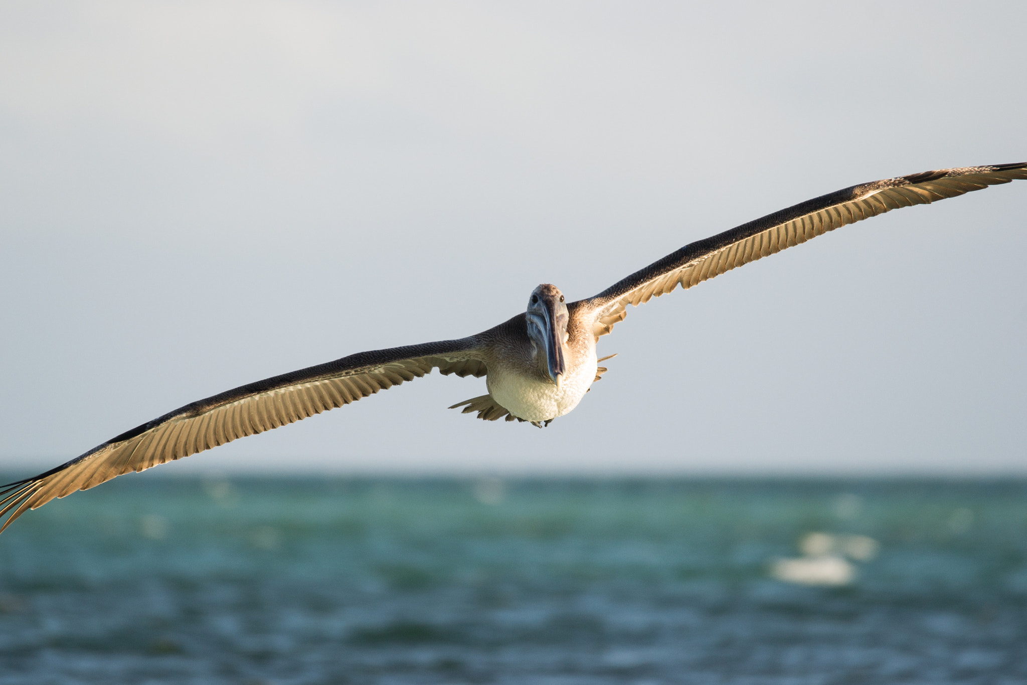 Sigma 120-400mm F4.5-5.6 DG OS HSM sample photo. Coming for you photography