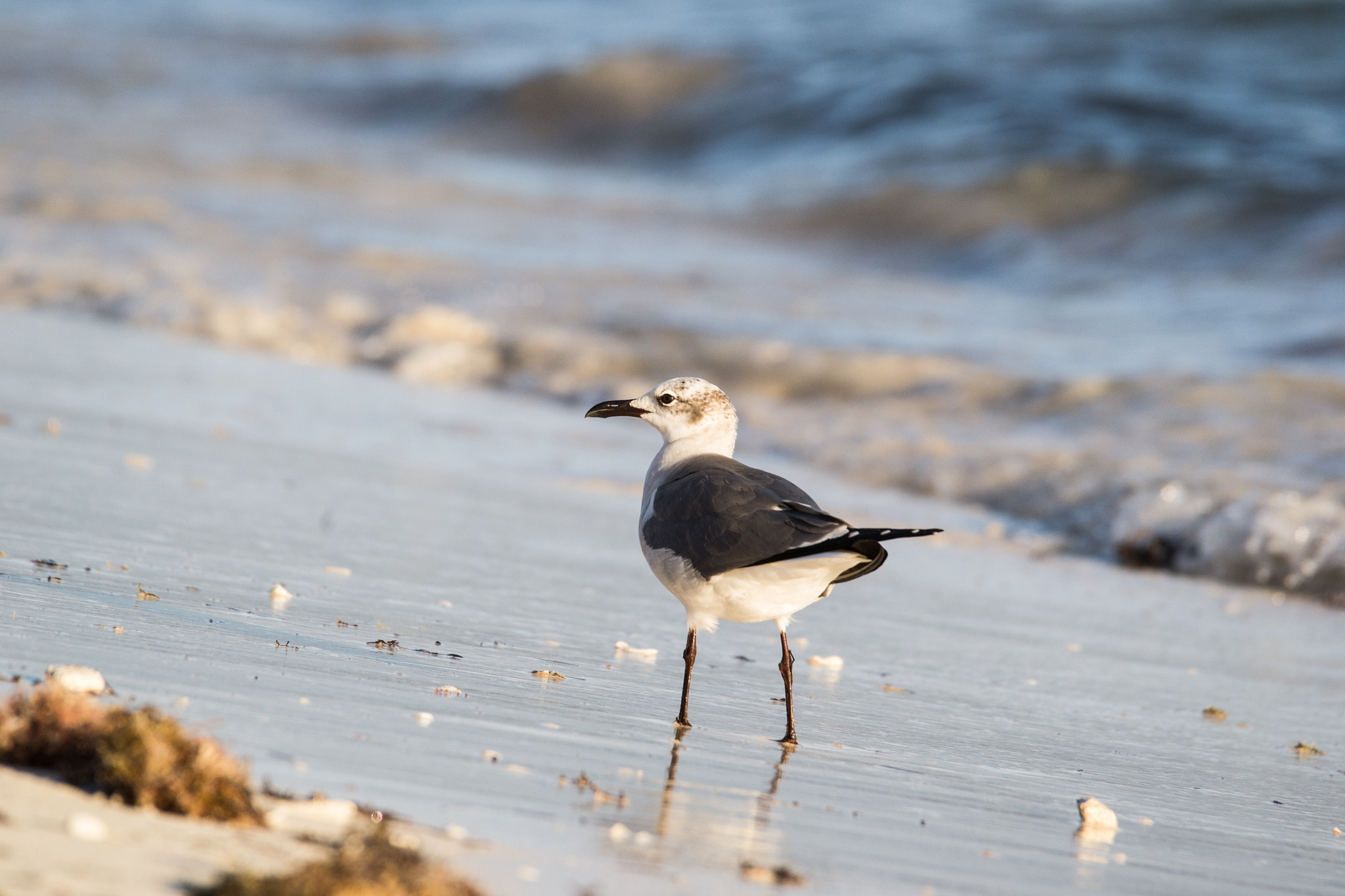 Sigma 120-400mm F4.5-5.6 DG OS HSM sample photo. Walking by the ocean photography