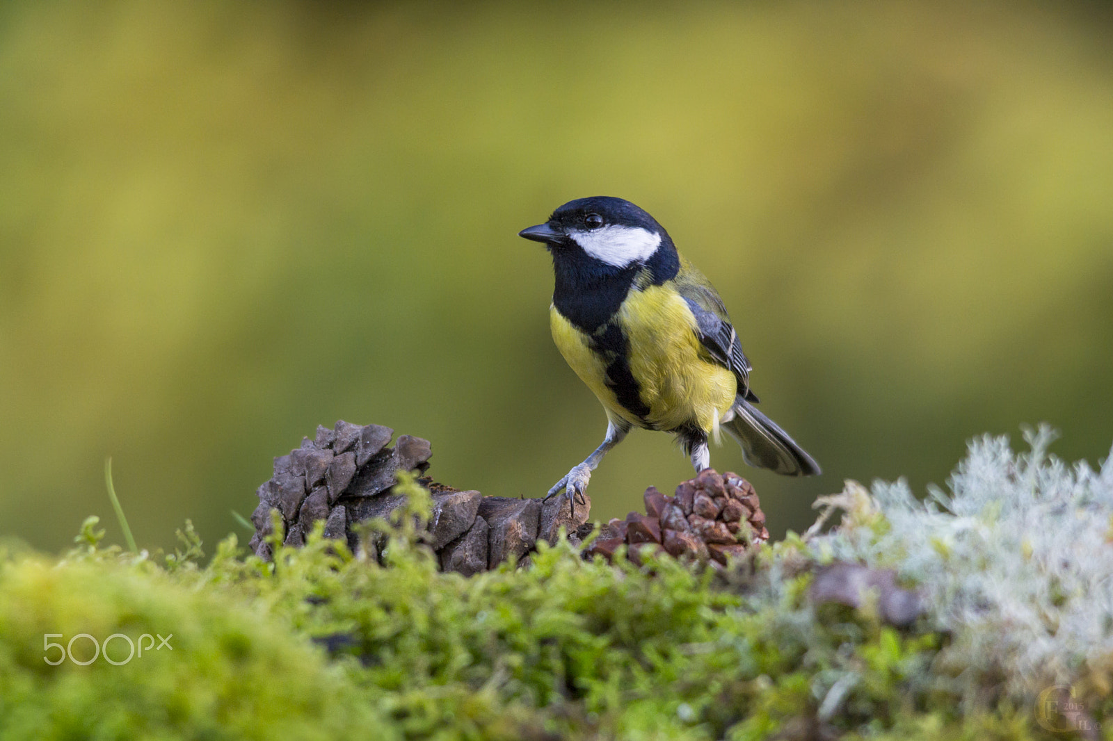 Sigma 150-500mm F5-6.3 DG OS HSM sample photo. Great tit photography