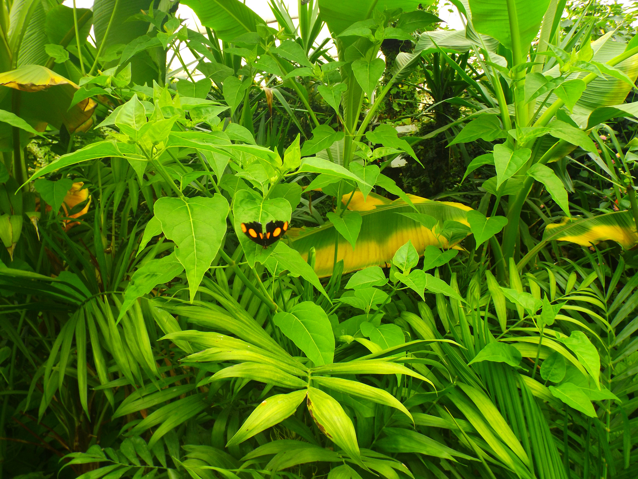 Fujifilm FinePix S4700 sample photo. Jpgbutterfly house photography