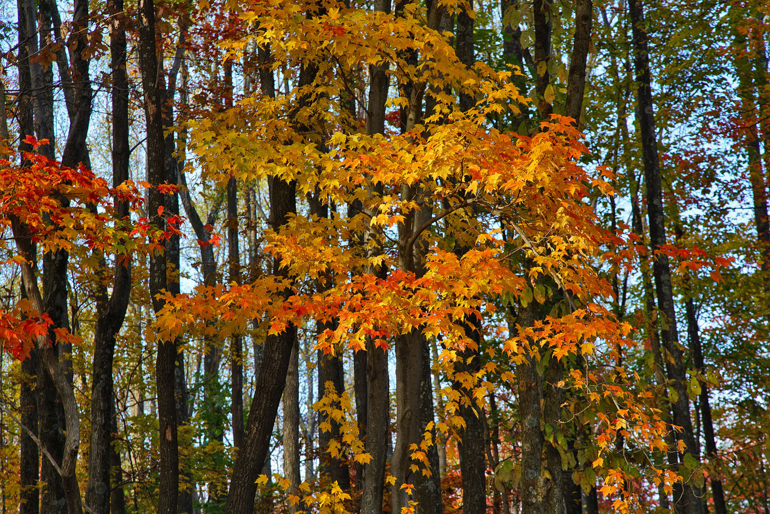 24-105mm F4 G SSM OSS sample photo. Reaching out to red photography