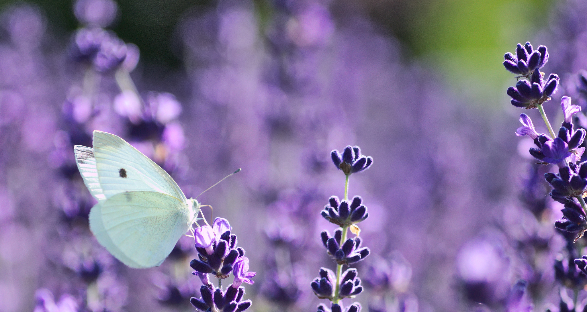 Cosina AF 100mm F3.5 Macro sample photo. Butterfly photography