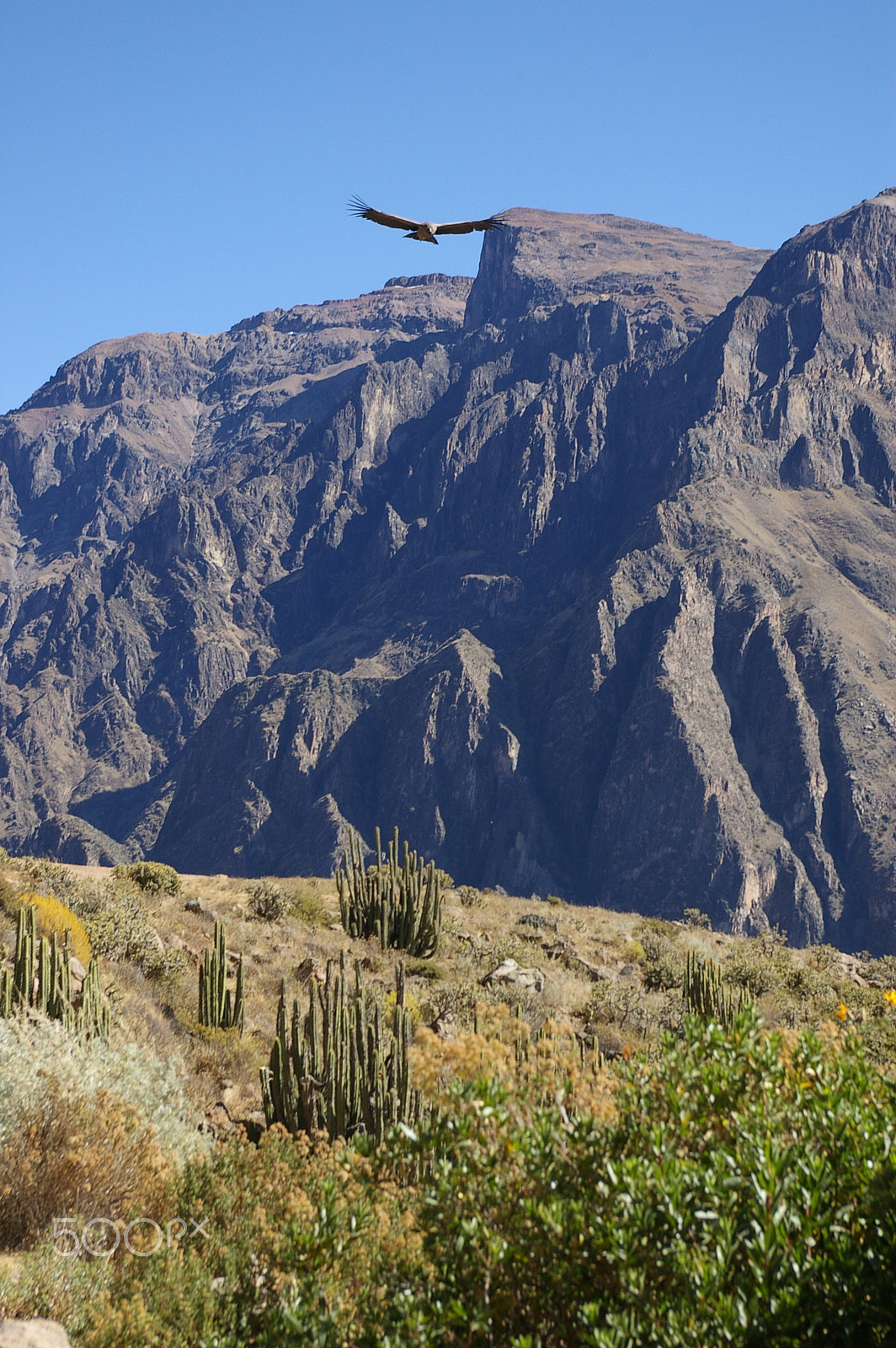 Pentax *ist DL2 sample photo. Condor in the colca canyon photography