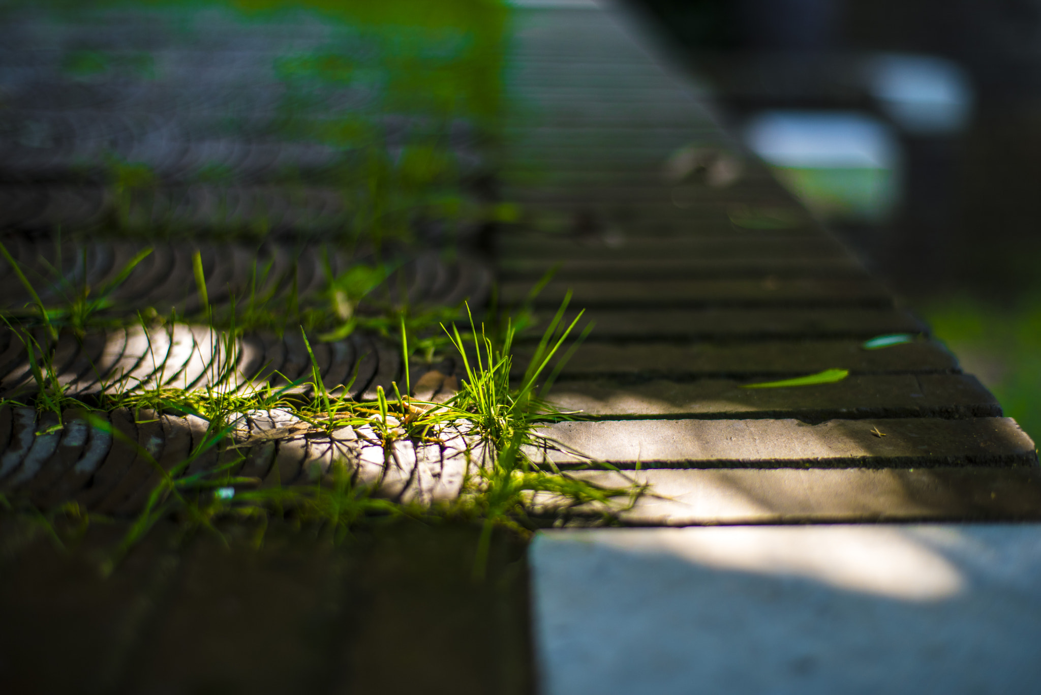 ZEISS Planar T* 50mm F1.4 sample photo. 一米阳光 photography