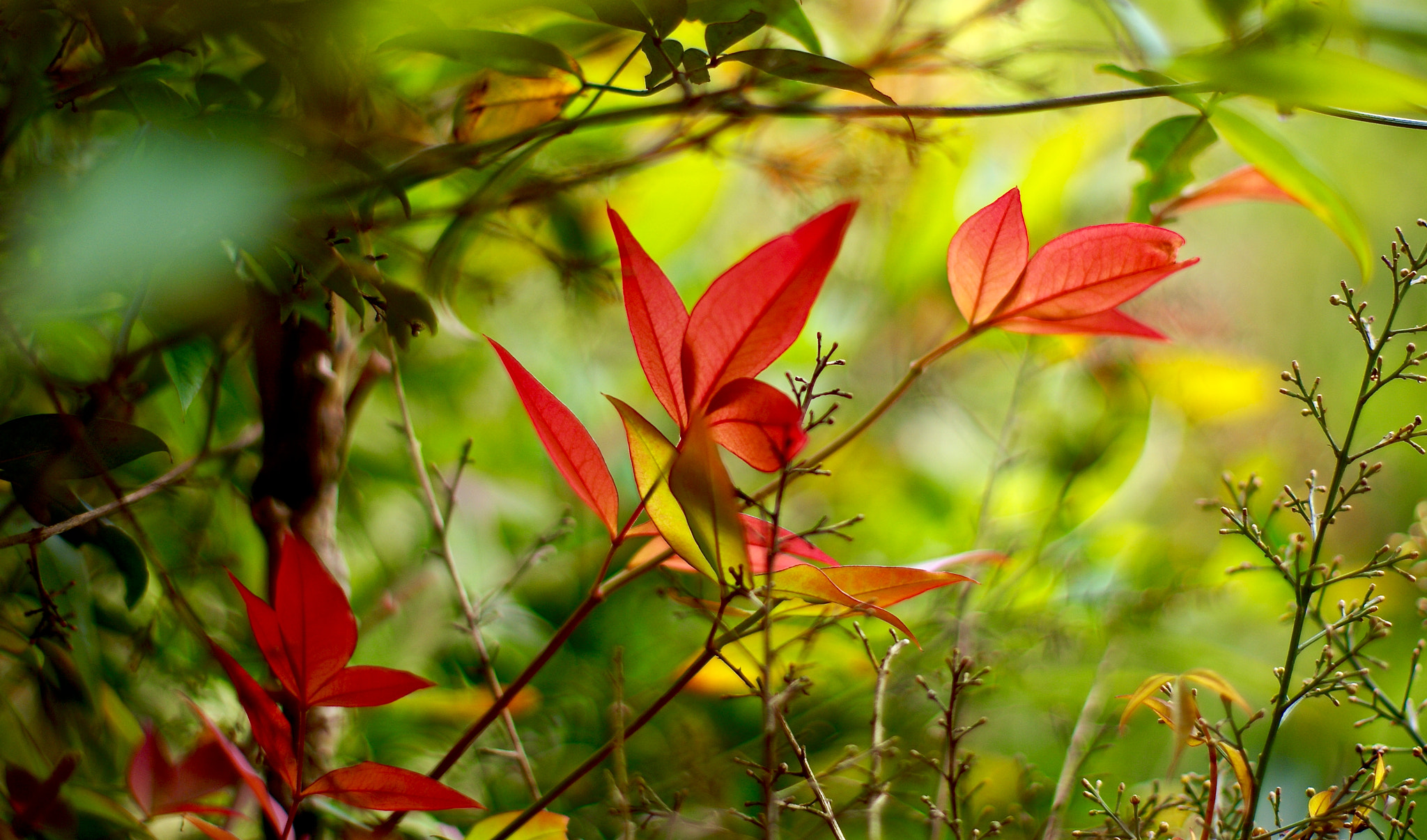 Sony Alpha DSLR-A100 + Sony 50mm F1.4 sample photo. Garden layers iii photography