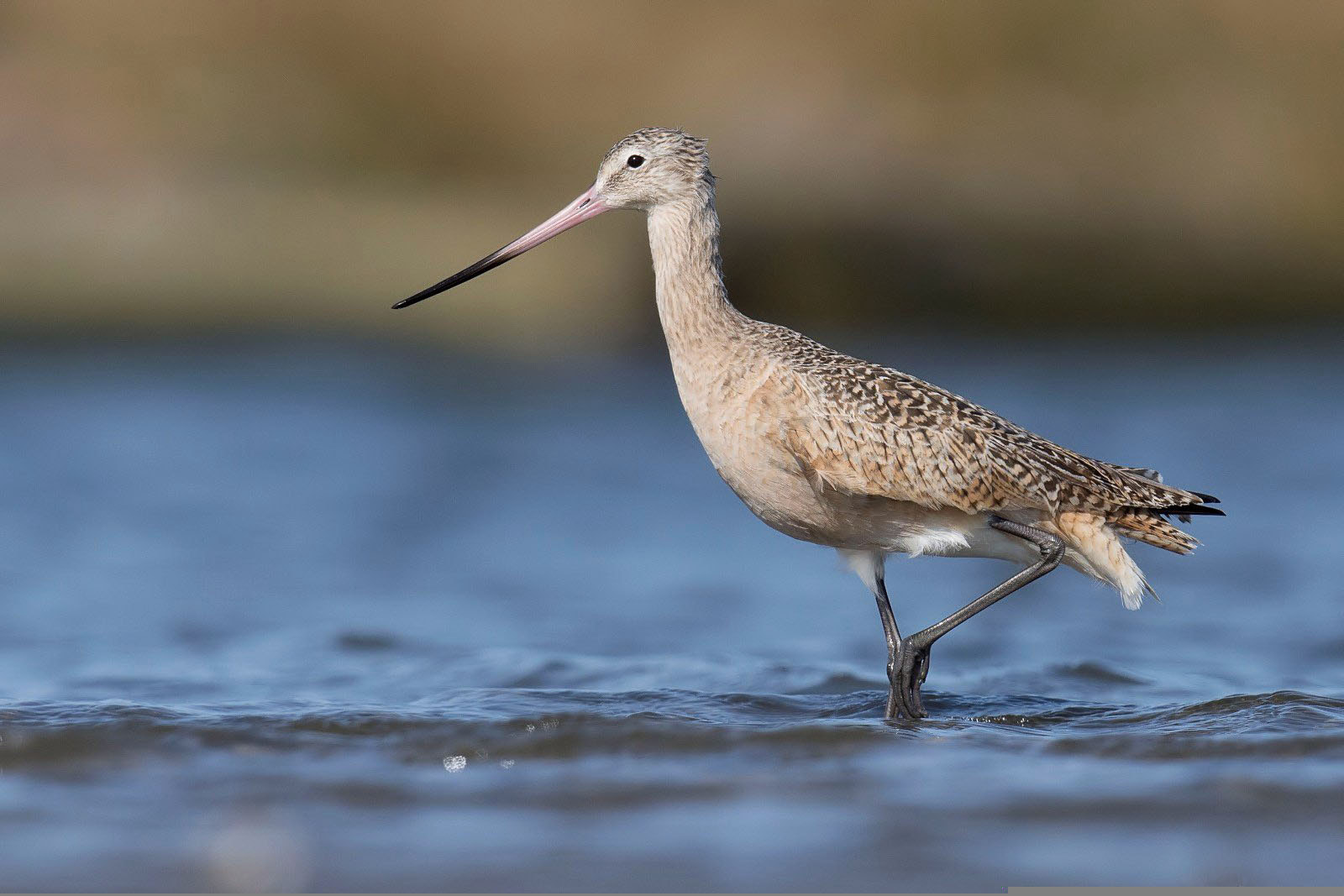 Nikon D7200 + Nikon AF-S Nikkor 500mm F4G ED VR sample photo. Marbled godwit photography