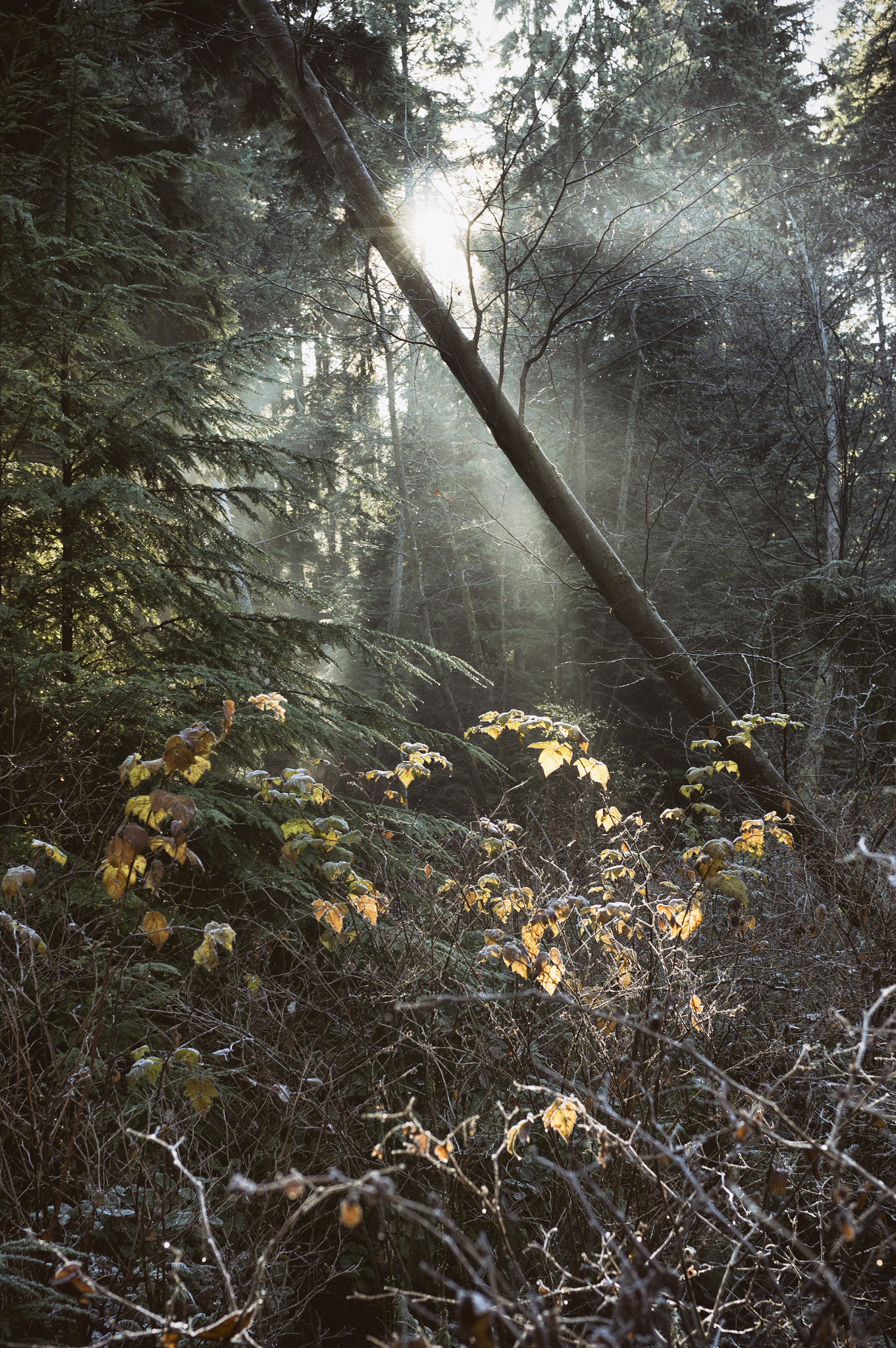 Sony Alpha NEX-6 + E 32mm F1.8 sample photo. Stanley park, vancouver | british columbia photography