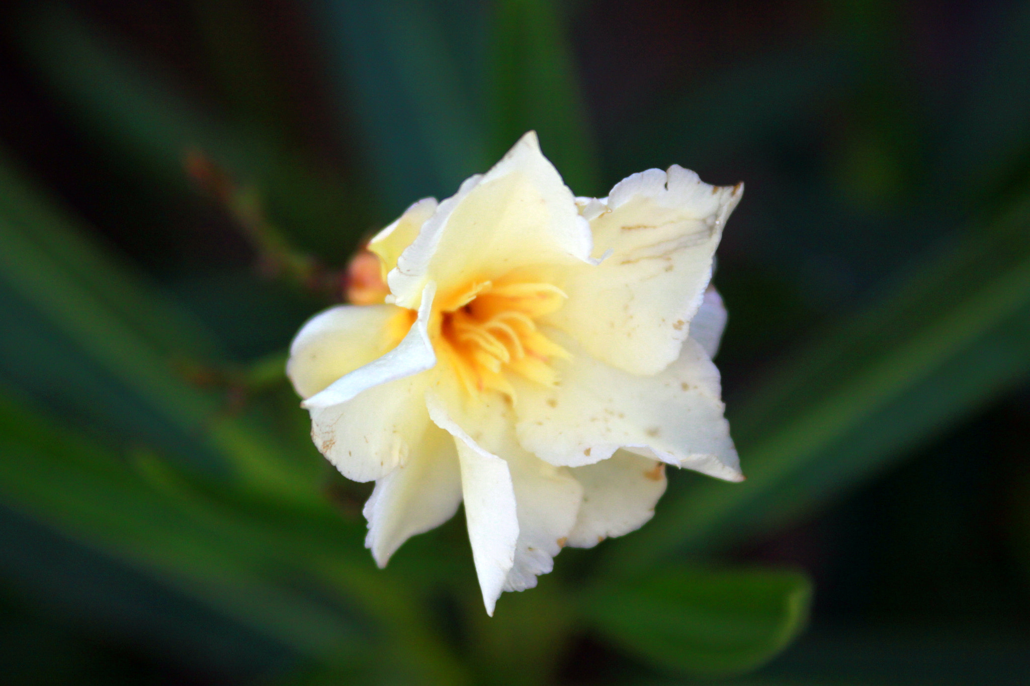 Canon EF 28-90mm f/4-5.6 sample photo. Tuscany photography