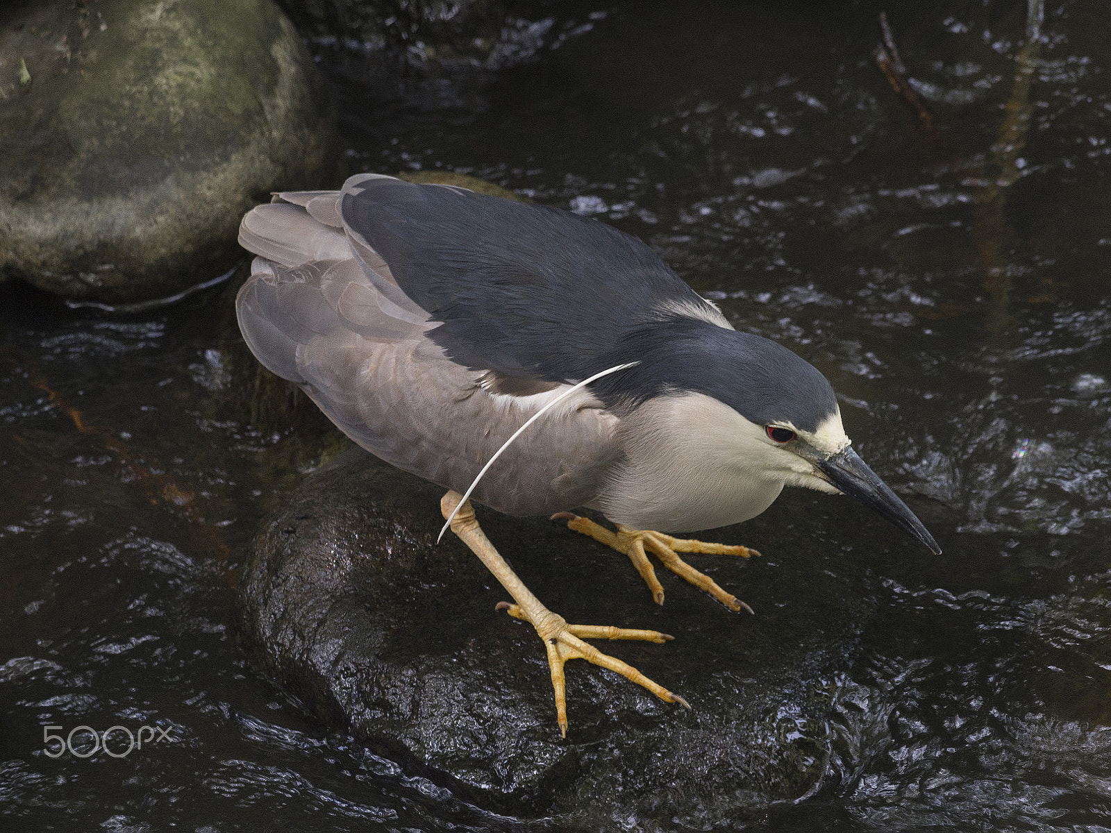 Olympus PEN E-PL5 sample photo. Black-crowned night heron photography