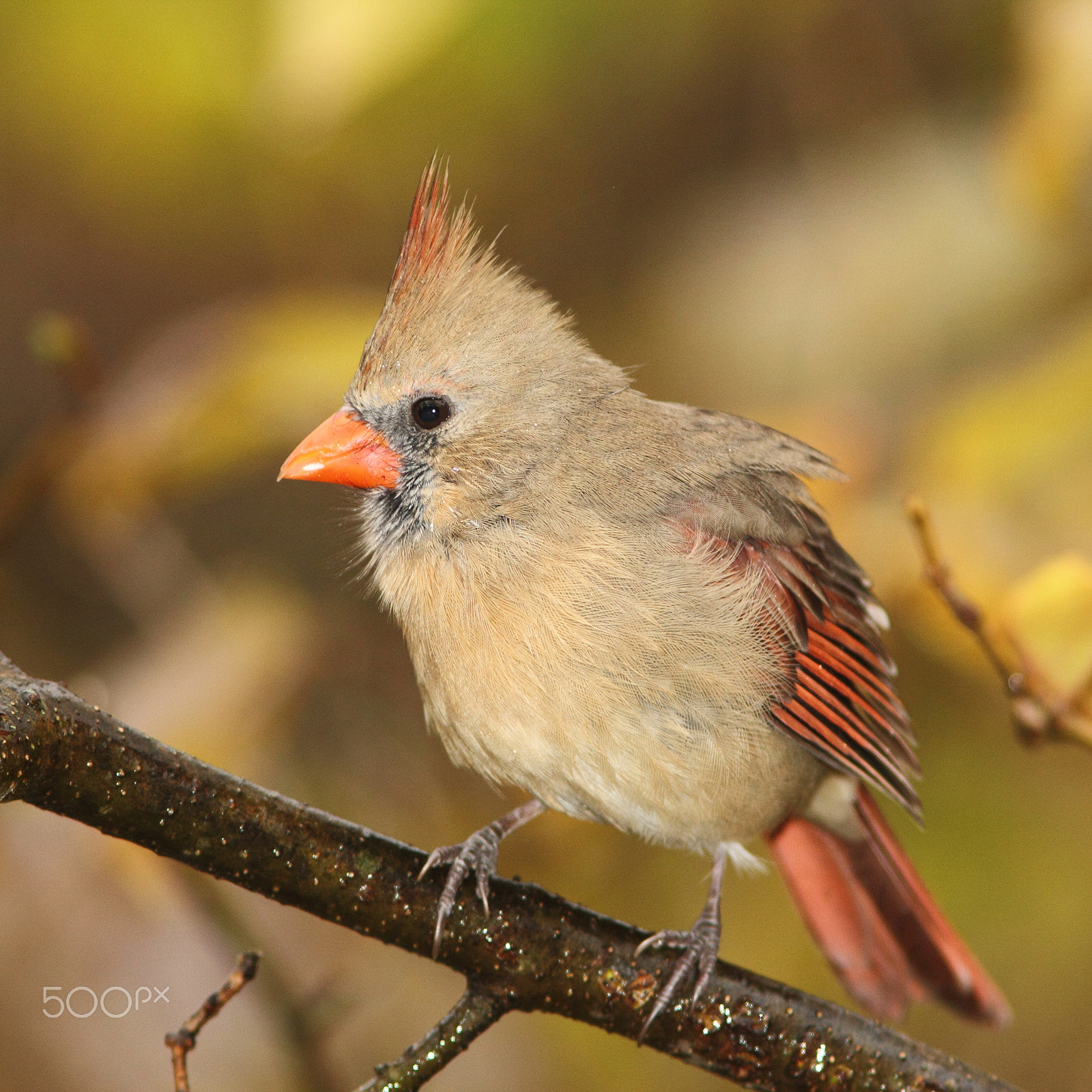 Canon EF 300mm F4L IS USM sample photo. Northern cardinal, female (autumn) photography