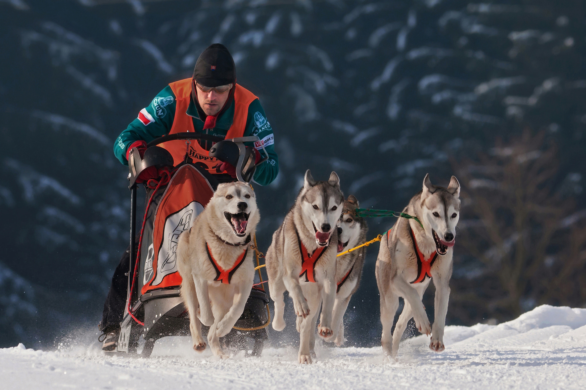 Nikon D300S + Nikon AF-S Nikkor 300mm F2.8G ED-IF VR sample photo. Happy dogs photography