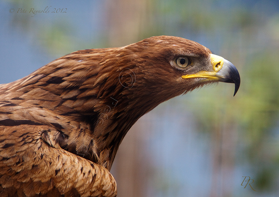 Canon EF 70-200mm F2.8L IS USM sample photo. Attitude photography