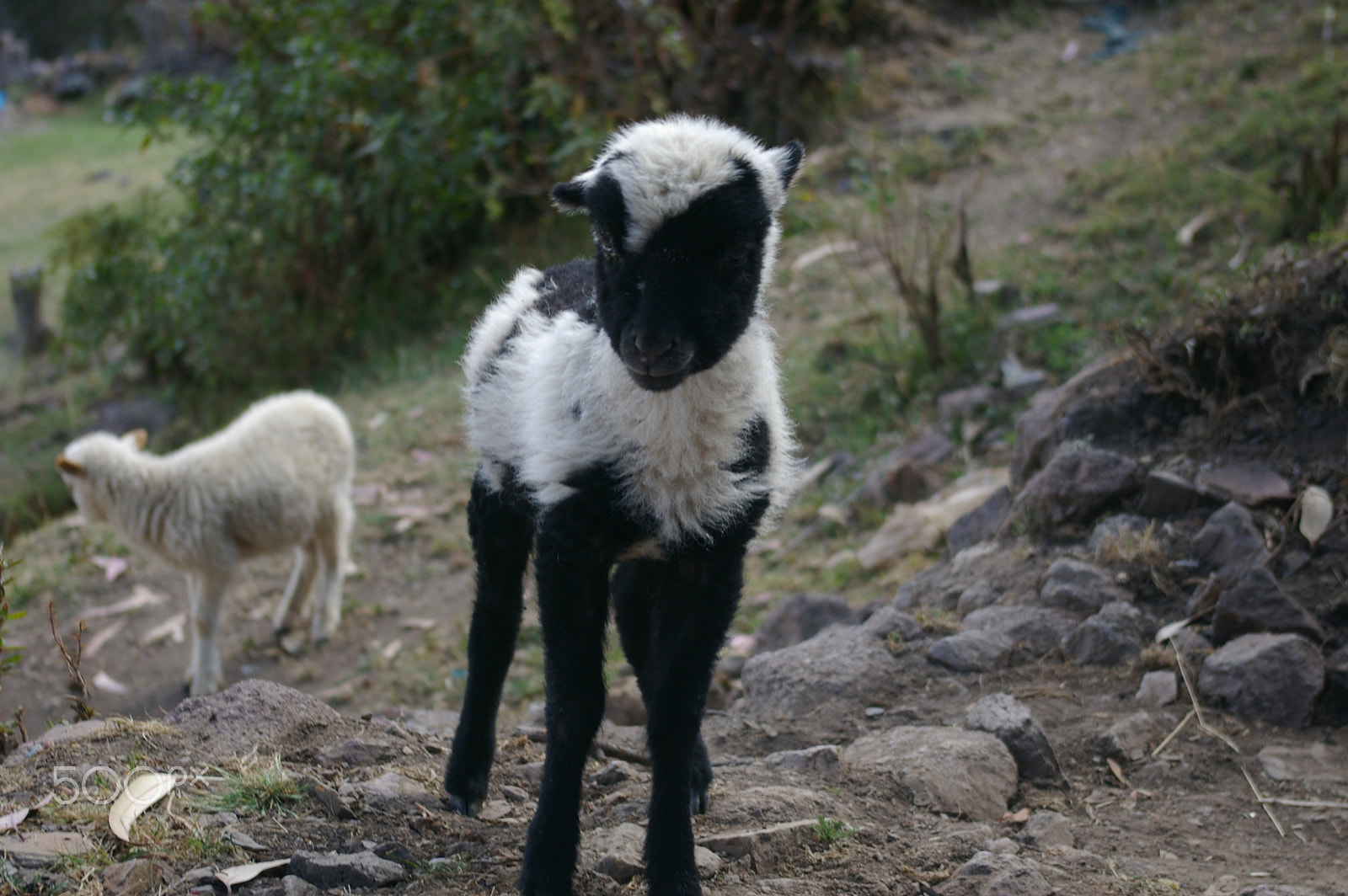 Pentax *ist DL2 sample photo. Little lamb photography