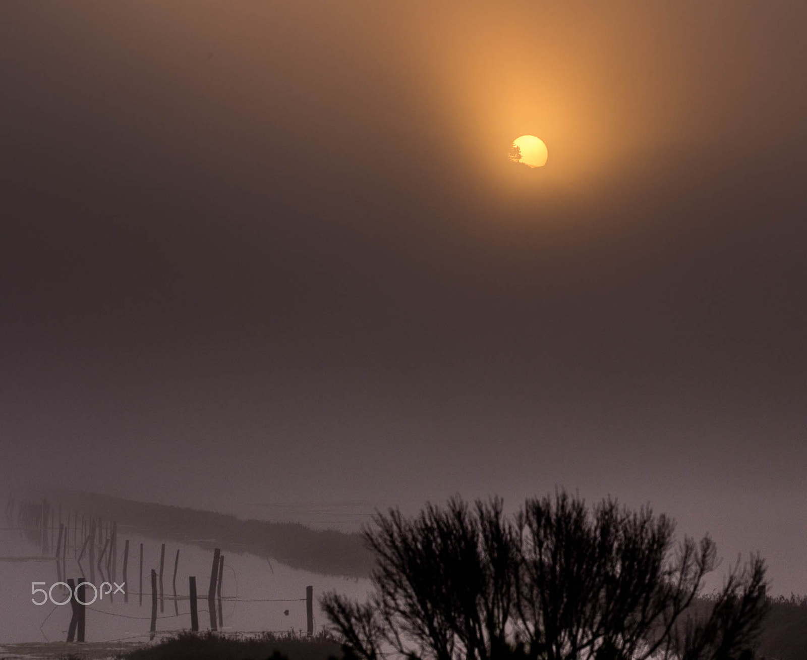 Canon EOS 6D + Tamron SP 150-600mm F5-6.3 Di VC USD sample photo. Sunrise in the fog at elkhorn photography