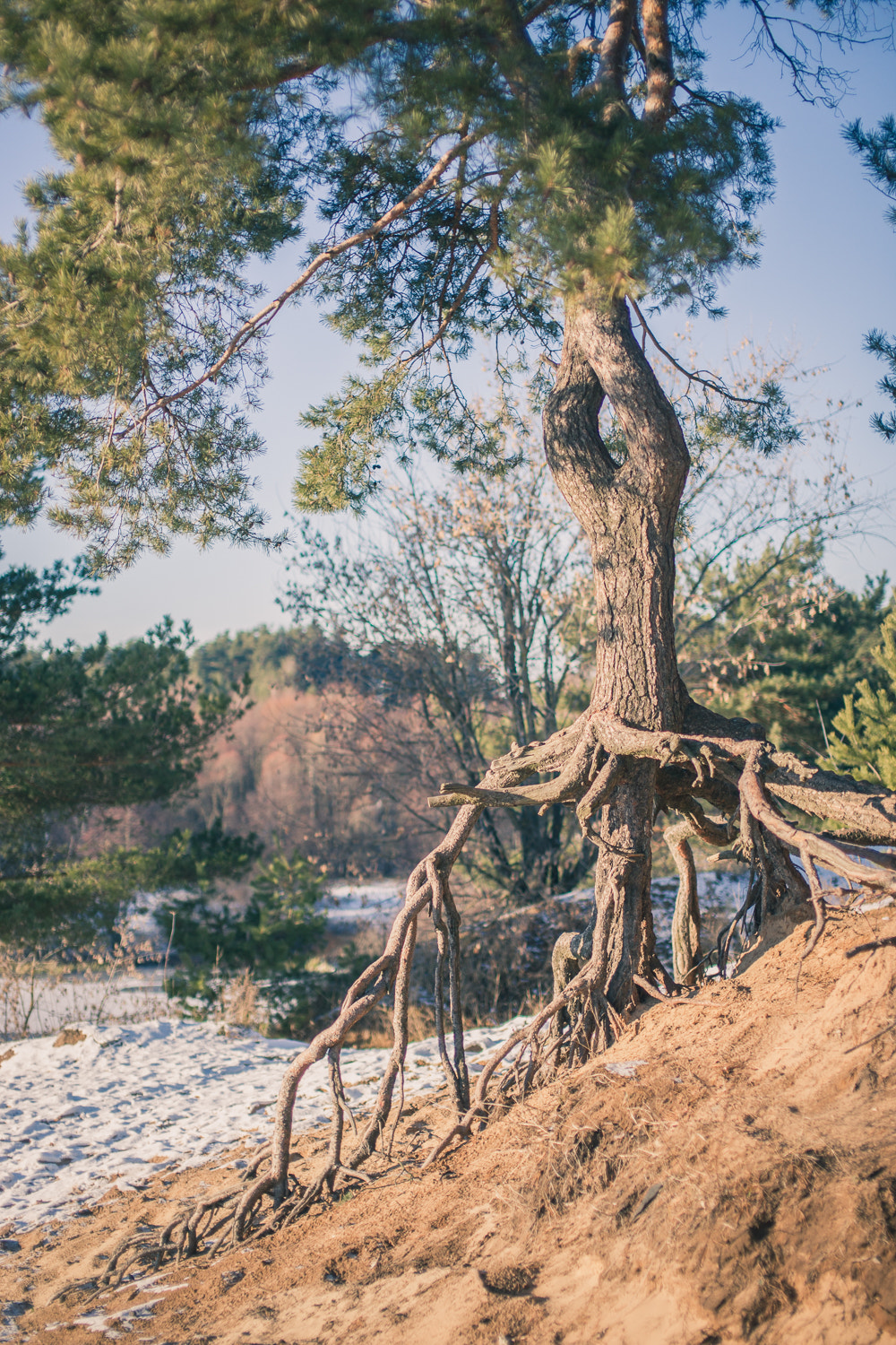 Sony Alpha DSLR-A850 + Sigma 50mm F1.4 EX DG HSM sample photo. Pine tree on a sand photography