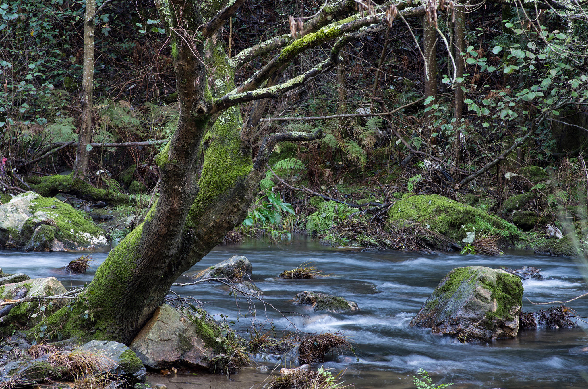 Pentax smc D-FA 100mm F2.8 macro sample photo. Rio ferreira valongo photography