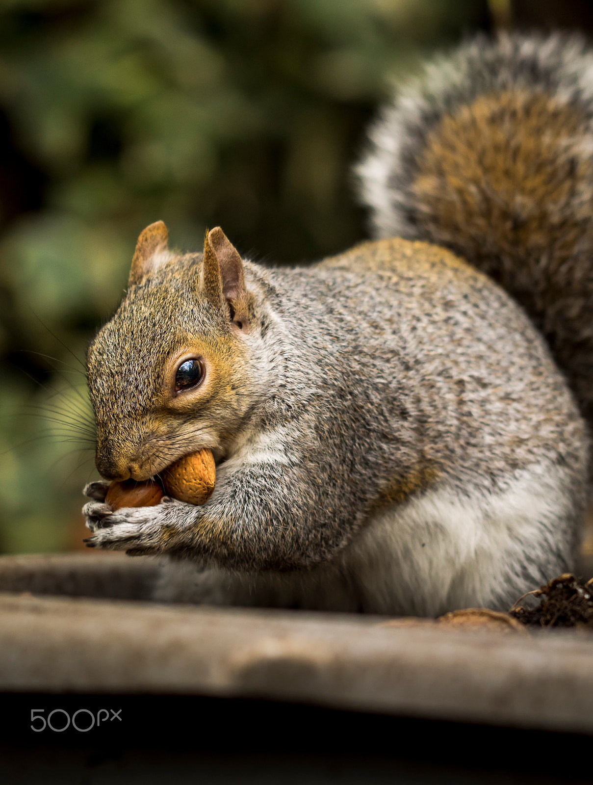 Olympus OM-D E-M1 + OLYMPUS 300mm Lens sample photo. I can carry them all.....honest photography
