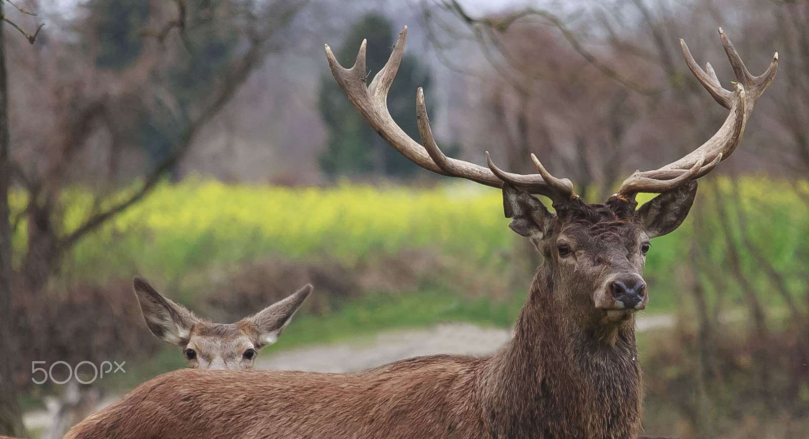 Canon EF-S 55-250mm F4-5.6 IS STM sample photo. Red deers photography