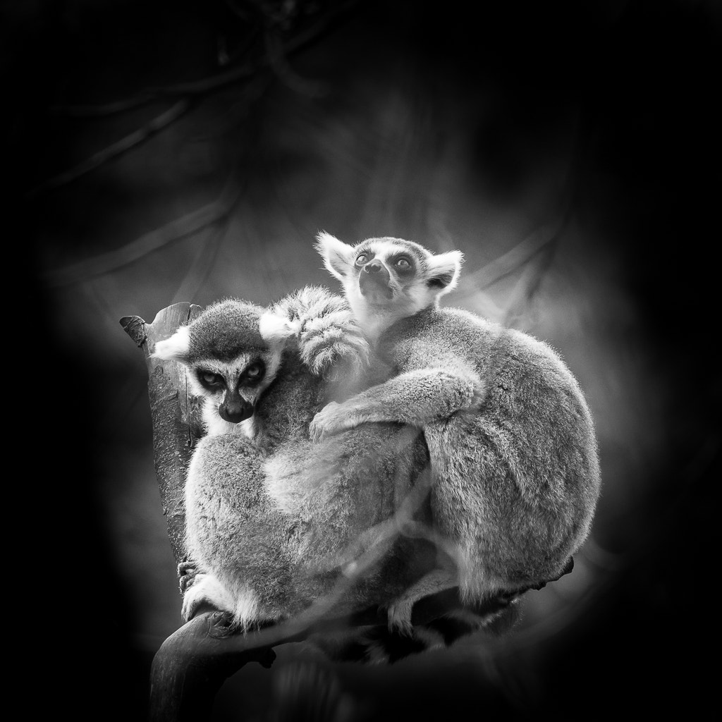 Pentax K-3 sample photo. Lemur catta photography