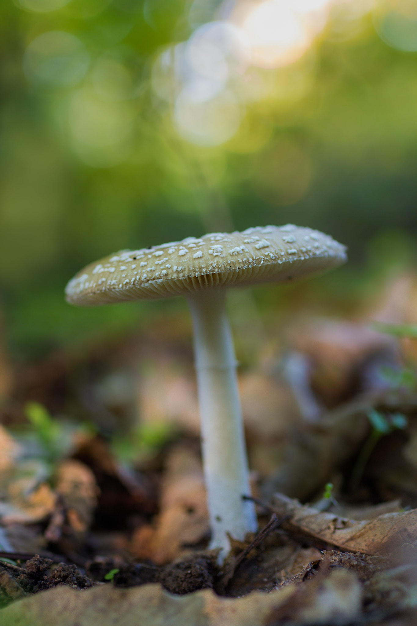 Canon EOS 60D + Sigma 50mm f/2.8 EX sample photo. Amanita pantherina photography