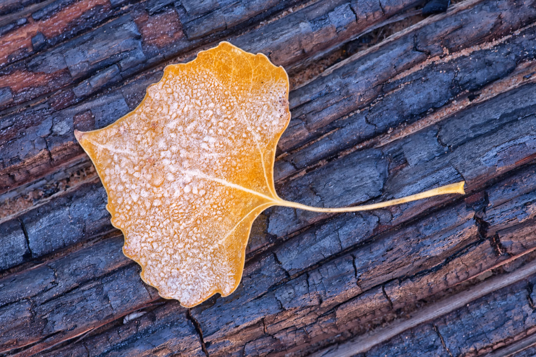 Canon EF 180mm F3.5L Macro USM sample photo. Frosted cottonwood leaf photography