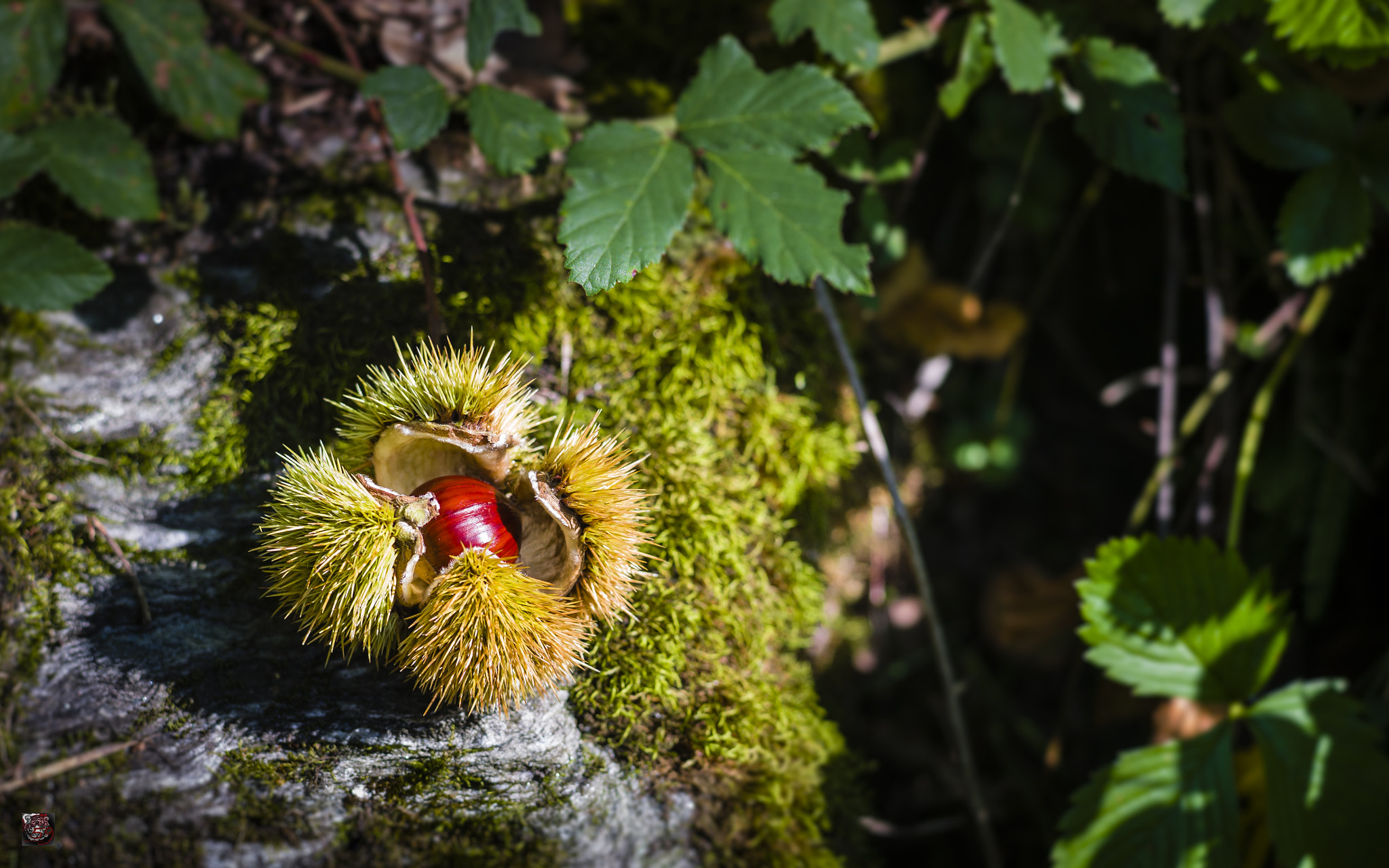 Leica APO-Summicron-M 90mm F2 ASPH sample photo. Piedmont: in the chestnut forest photography